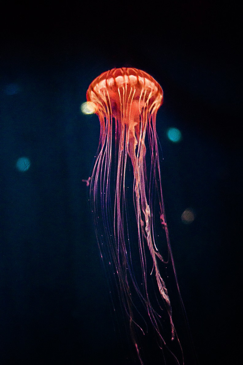 Canon EF 35-135mm f/4-5.6 USM sample photo. Jellyfish photography