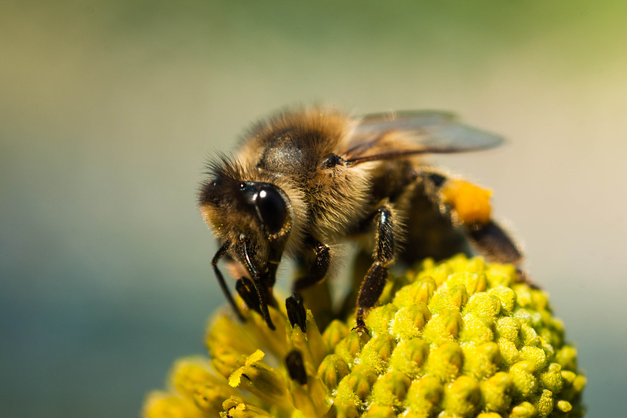 Sony Alpha DSLR-A700 sample photo. Bee photography