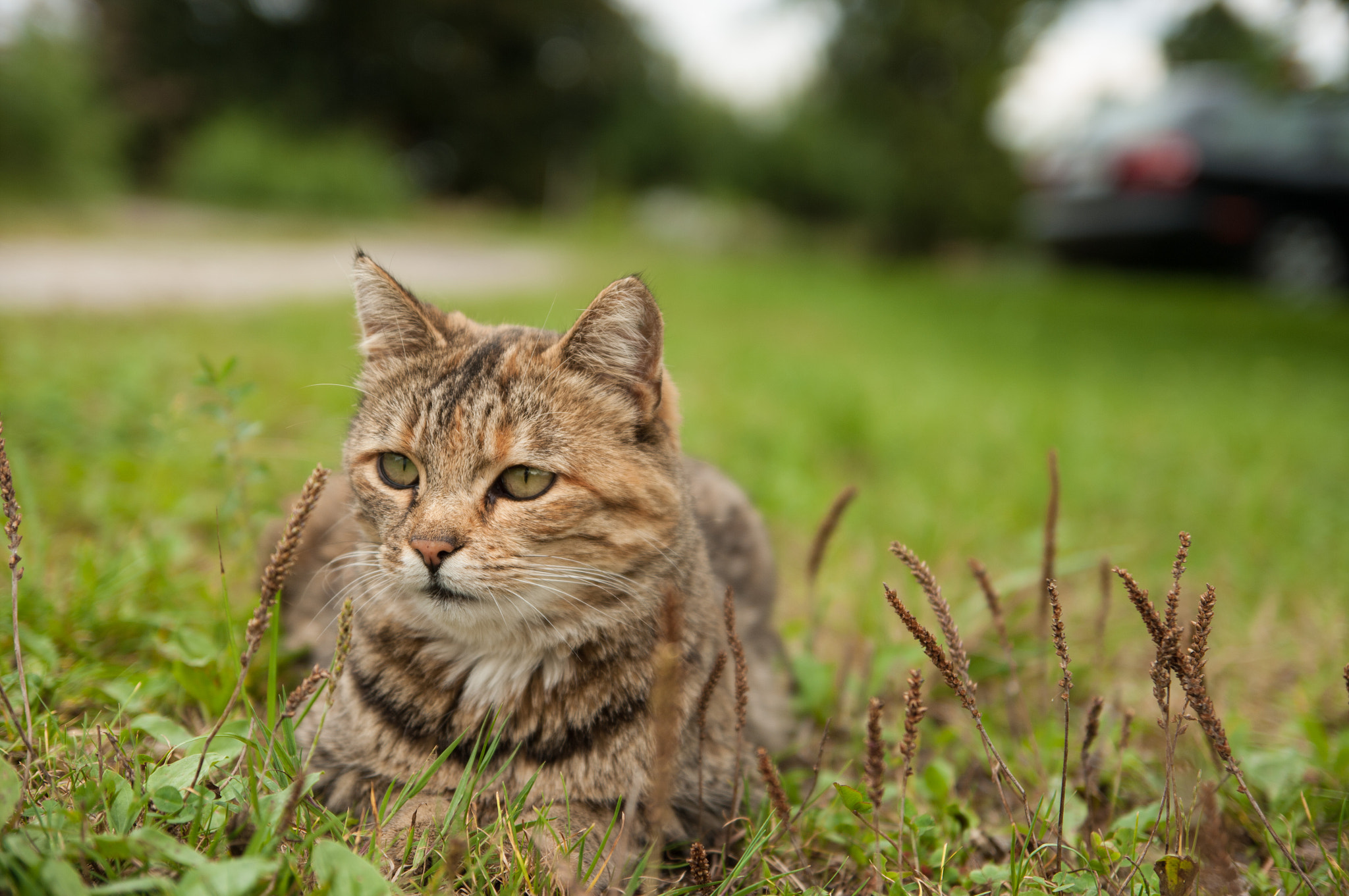Pentax K20D sample photo. Farm cat photography