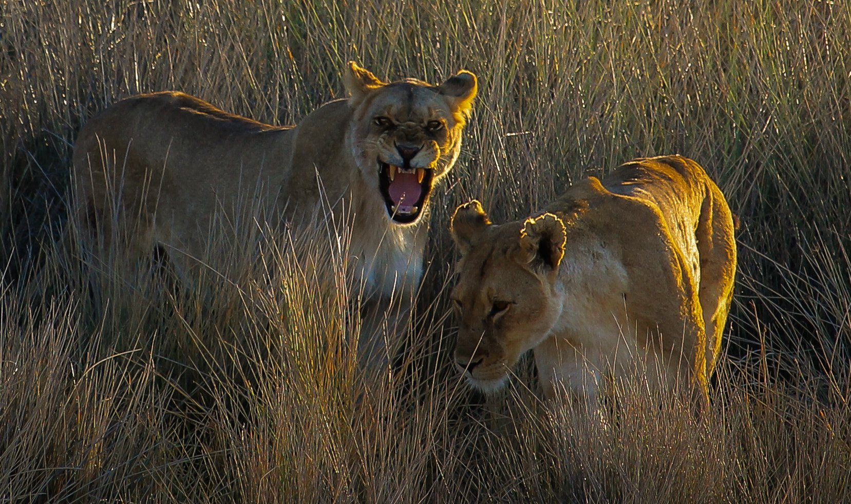 Canon EF-S 55-250mm F4-5.6 IS STM sample photo. Namibia lion photography