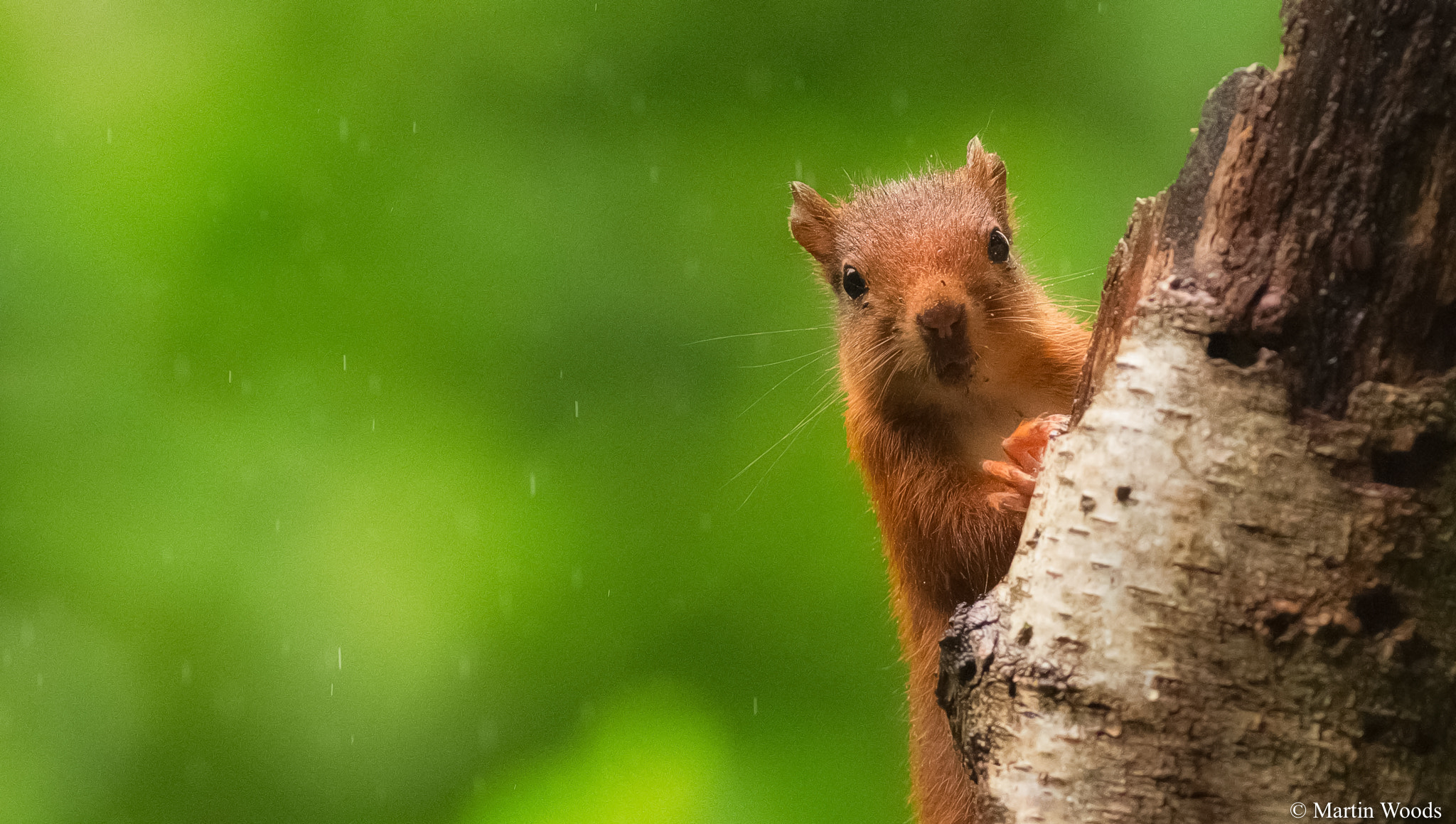 Nikon AF-S Nikkor 300mm F2.8G ED-IF VR sample photo. Red squirrel nl photography