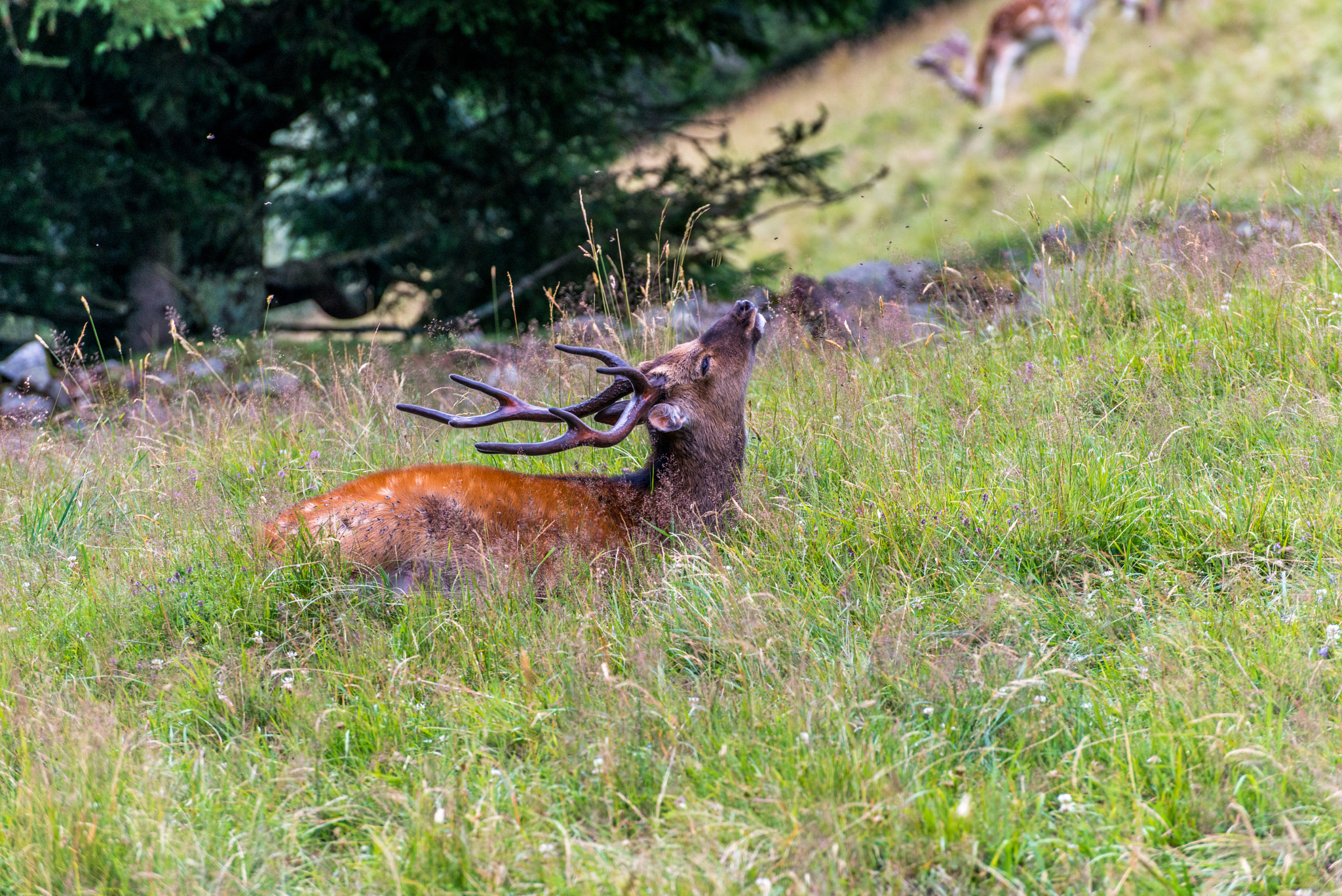 Nikon D800E sample photo. Chamonix mont blanc photography