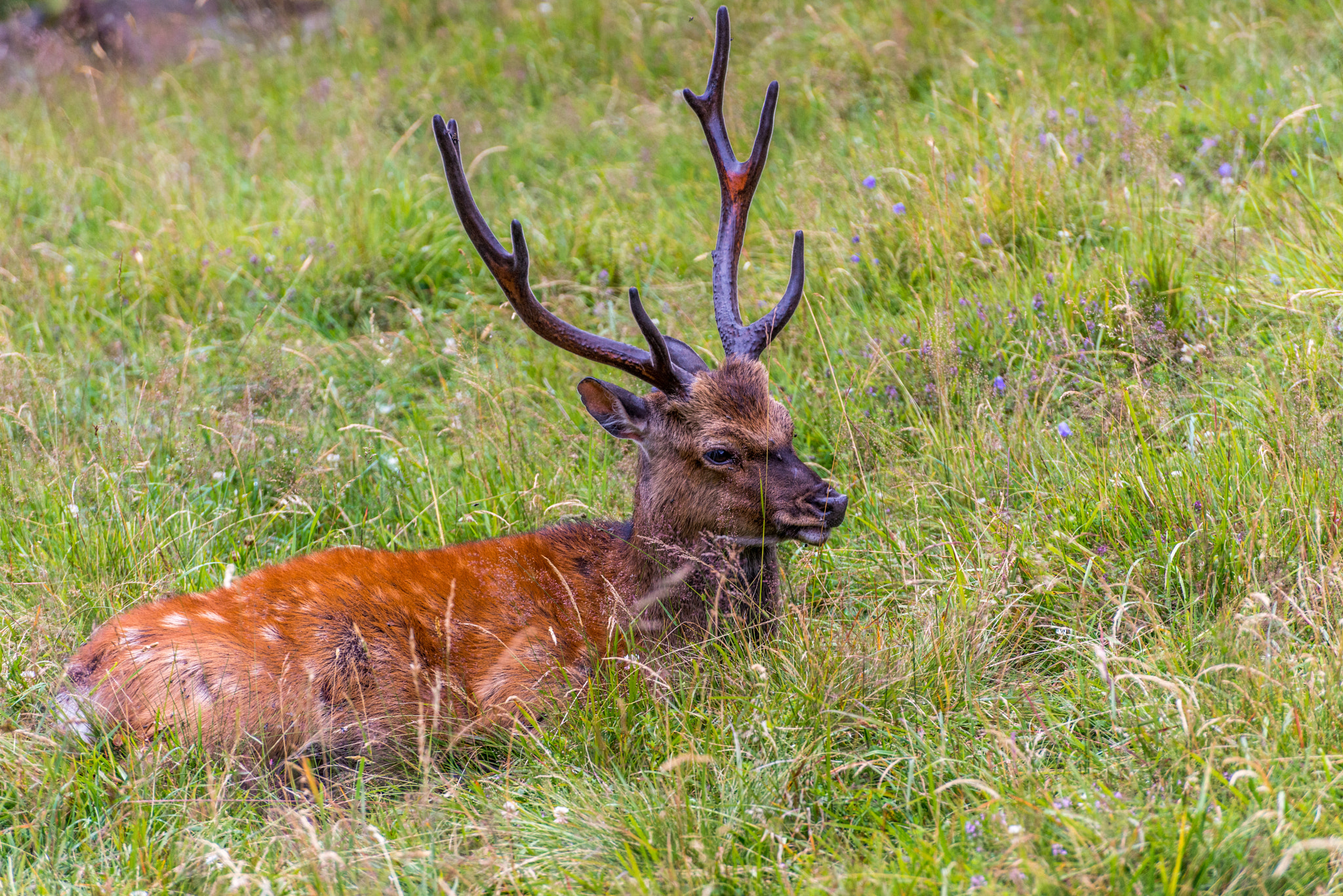 Nikon D800E sample photo. Chamonix mont blanc photography