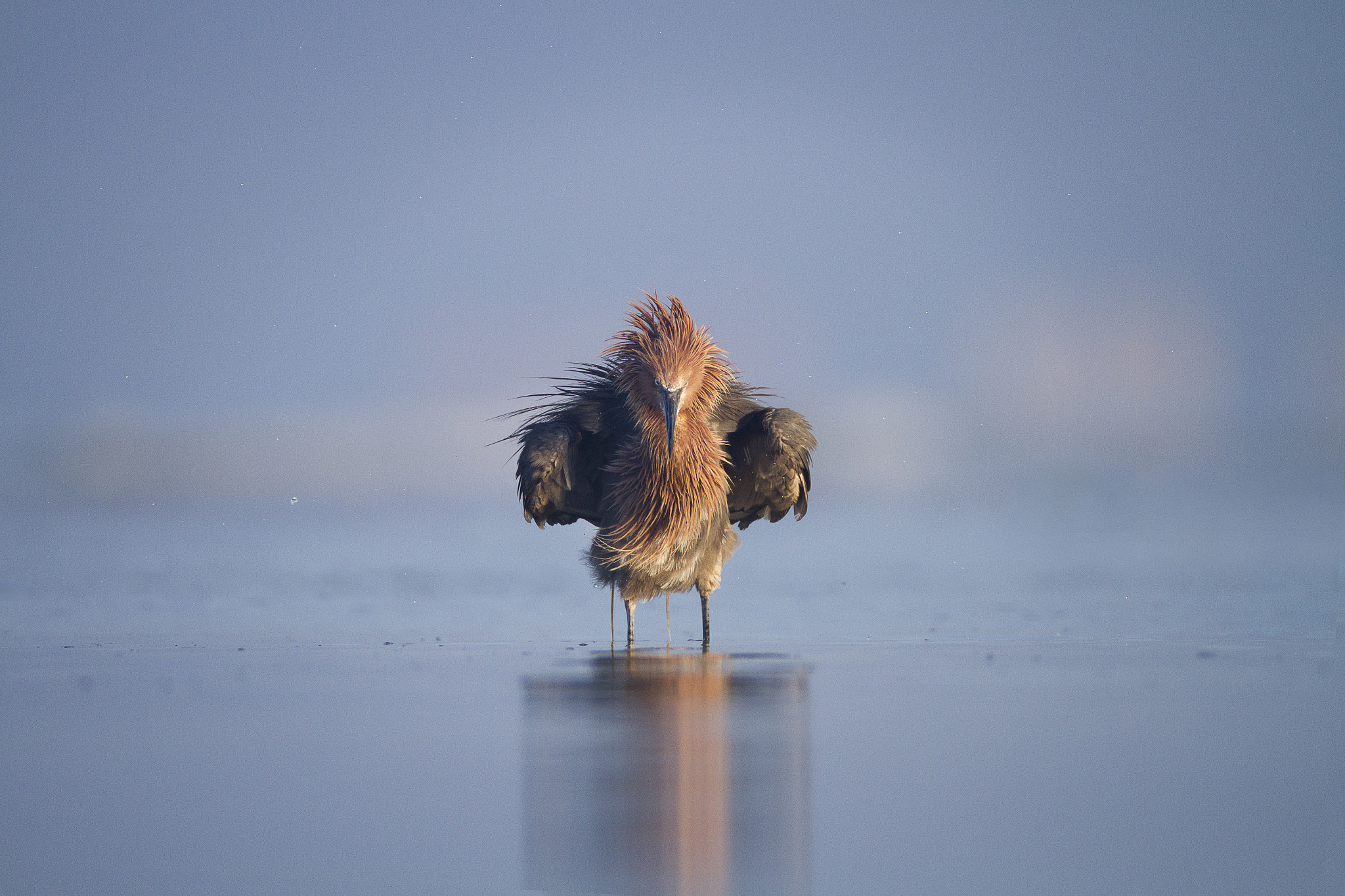 Canon EOS 7D + Canon EF 600mm f/4L IS sample photo. Reddish egret photography