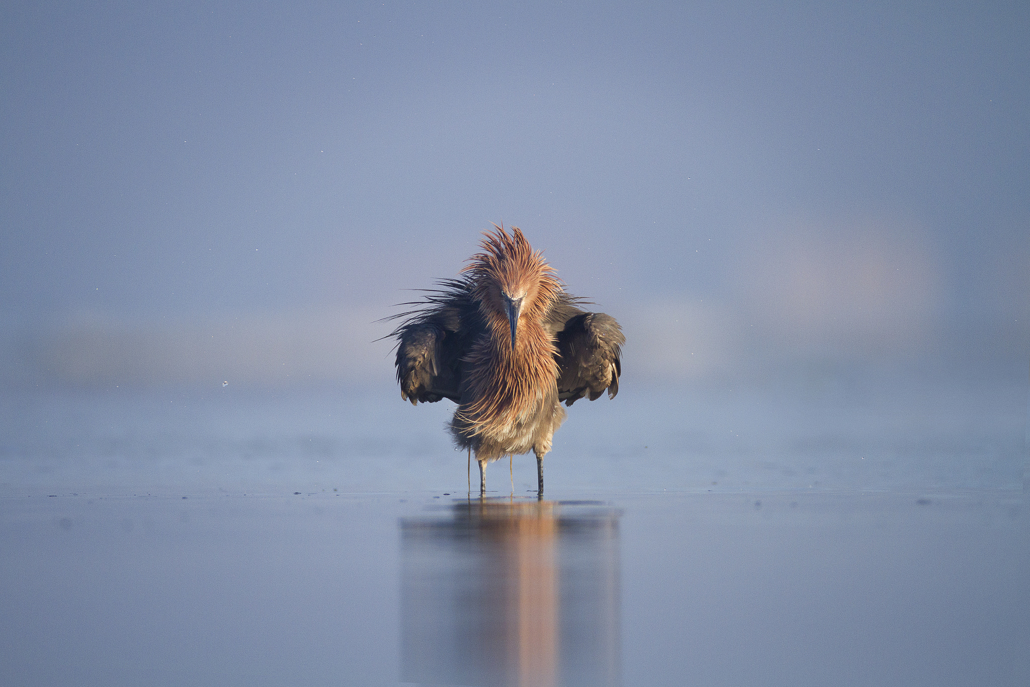 Canon EOS 7D sample photo. Reddish egret photography