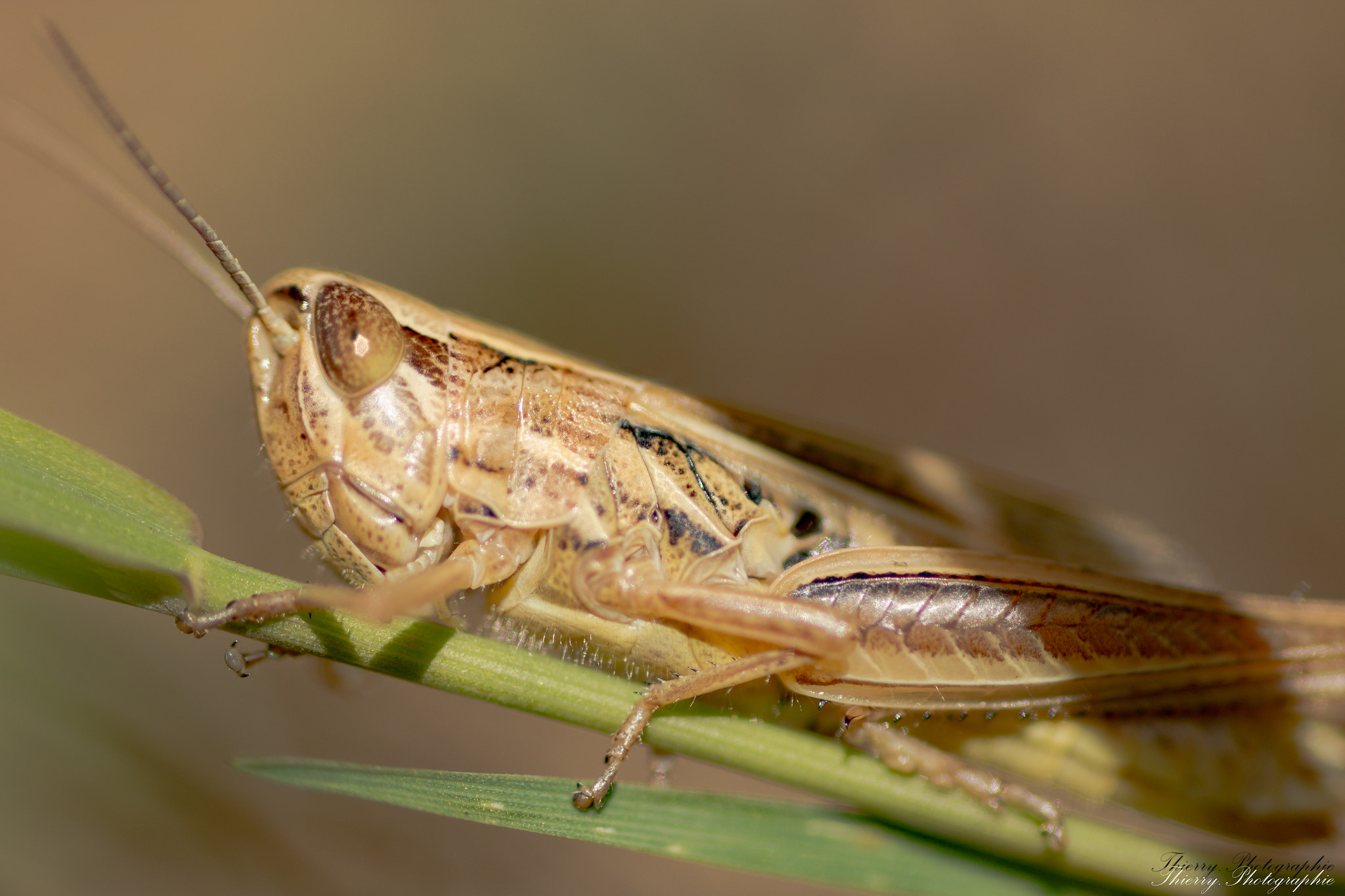 Canon EOS 70D + Tamron SP AF 90mm F2.8 Di Macro sample photo. Grasshopper photography