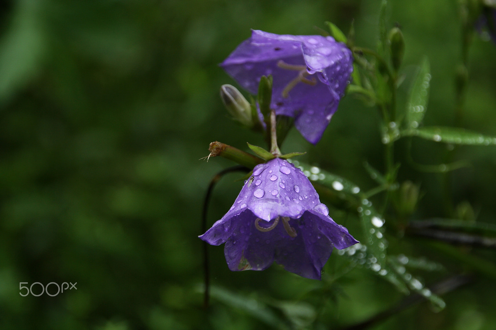 Canon EOS 1000D (EOS Digital Rebel XS / EOS Kiss F) sample photo. Campanula  in water drops photography