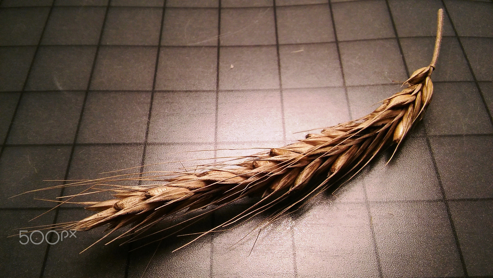 LG SPIRIT 4G LTE sample photo. Wheat photography
