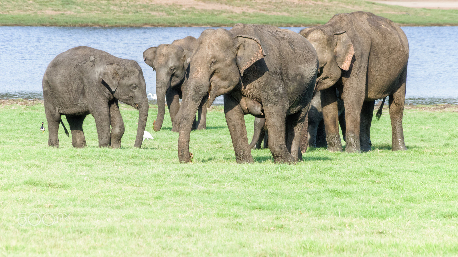 Pentax smc DA 55-300mm F4.0-5.8 ED sample photo. Smiling elephant photography