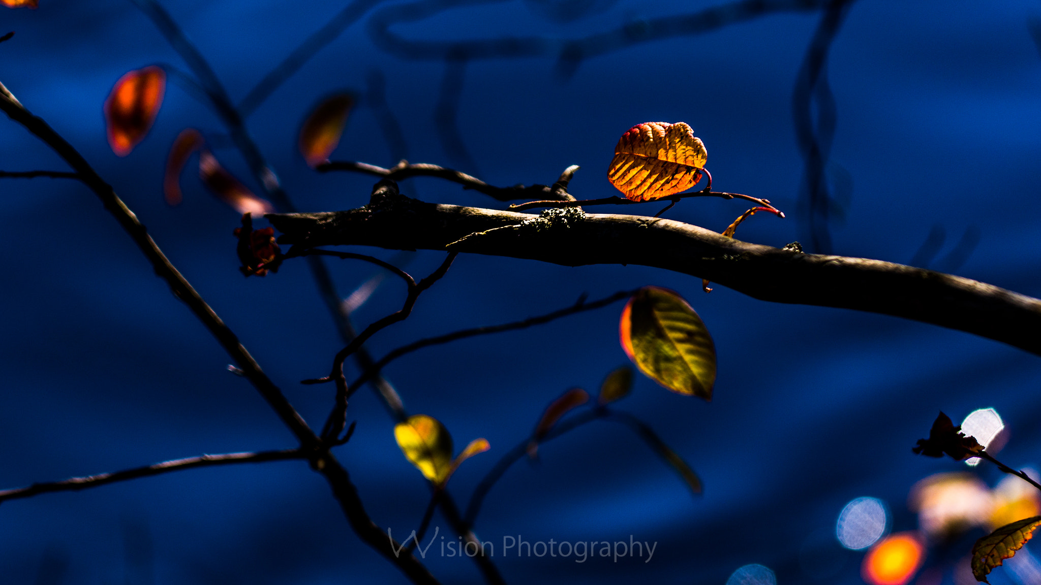 Sigma 150mm F2.8 EX DG Macro HSM sample photo. Autumn palette photography