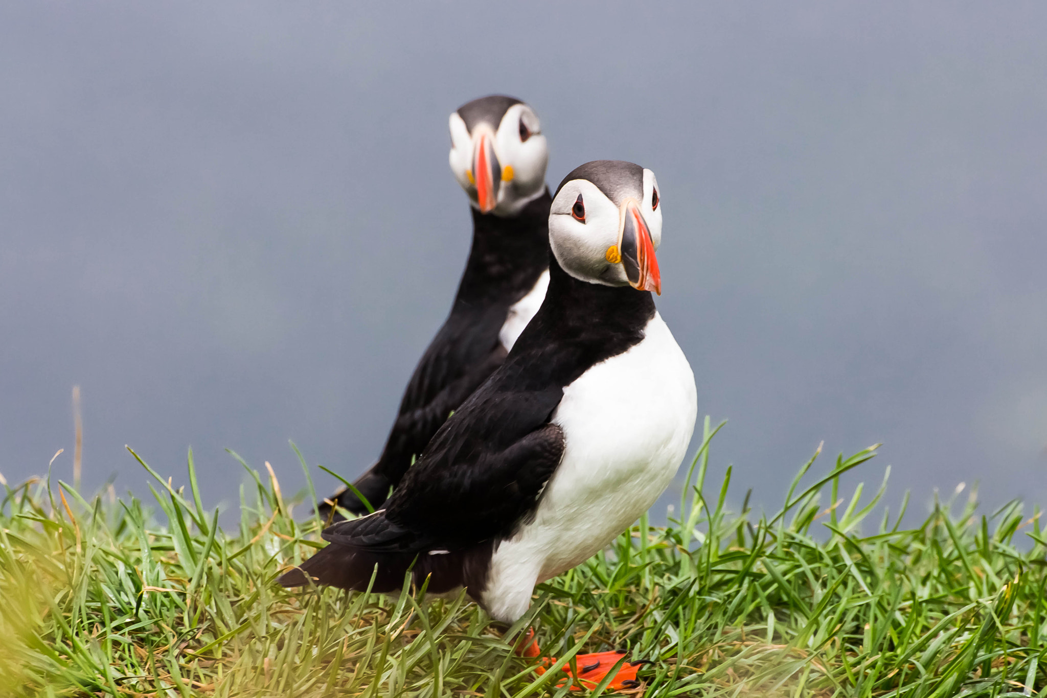 Canon EOS 650D (EOS Rebel T4i / EOS Kiss X6i) sample photo. Puffins photography