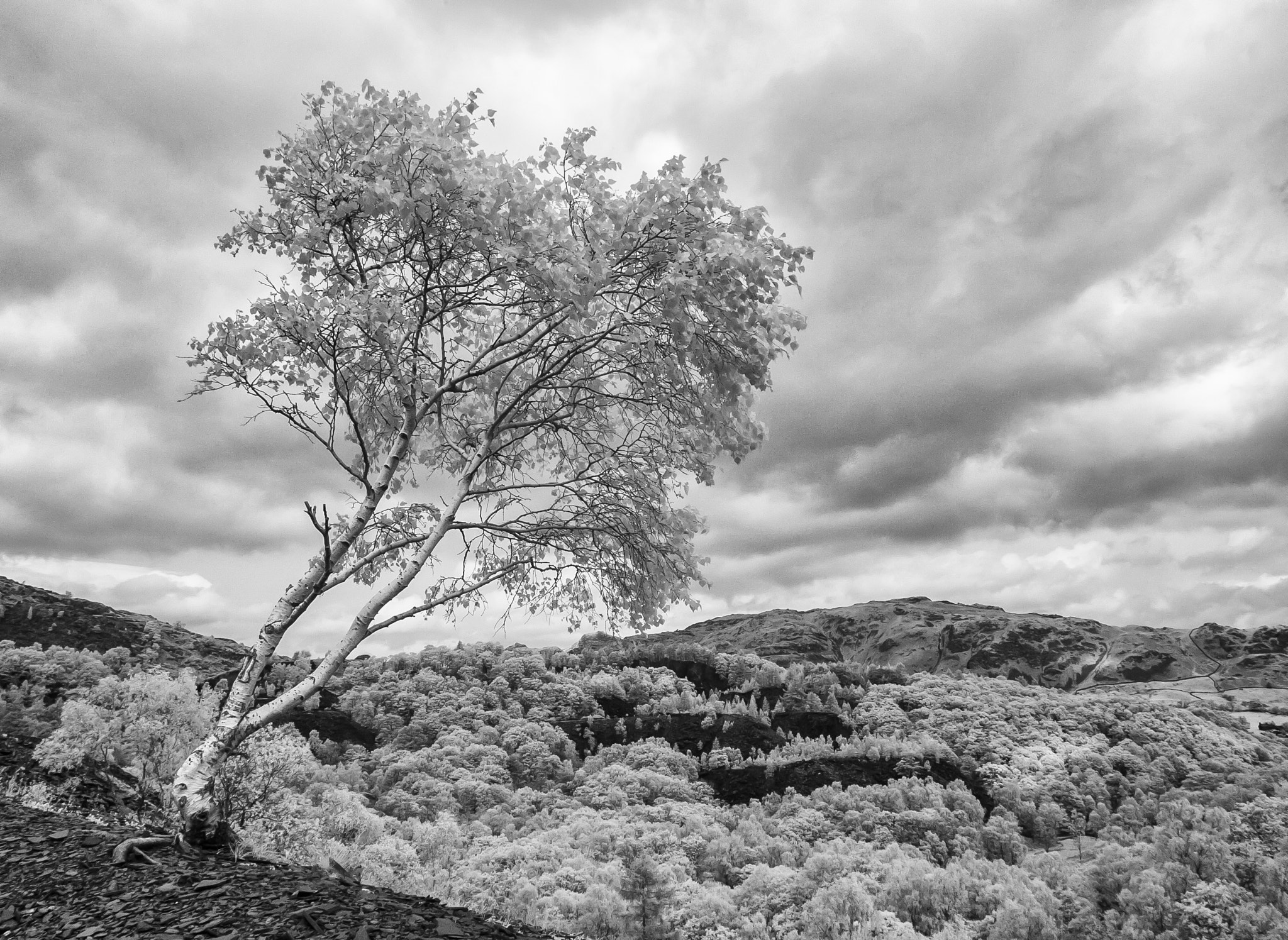 Canon EOS-1D Mark II sample photo. Lone tree at hodge close photography