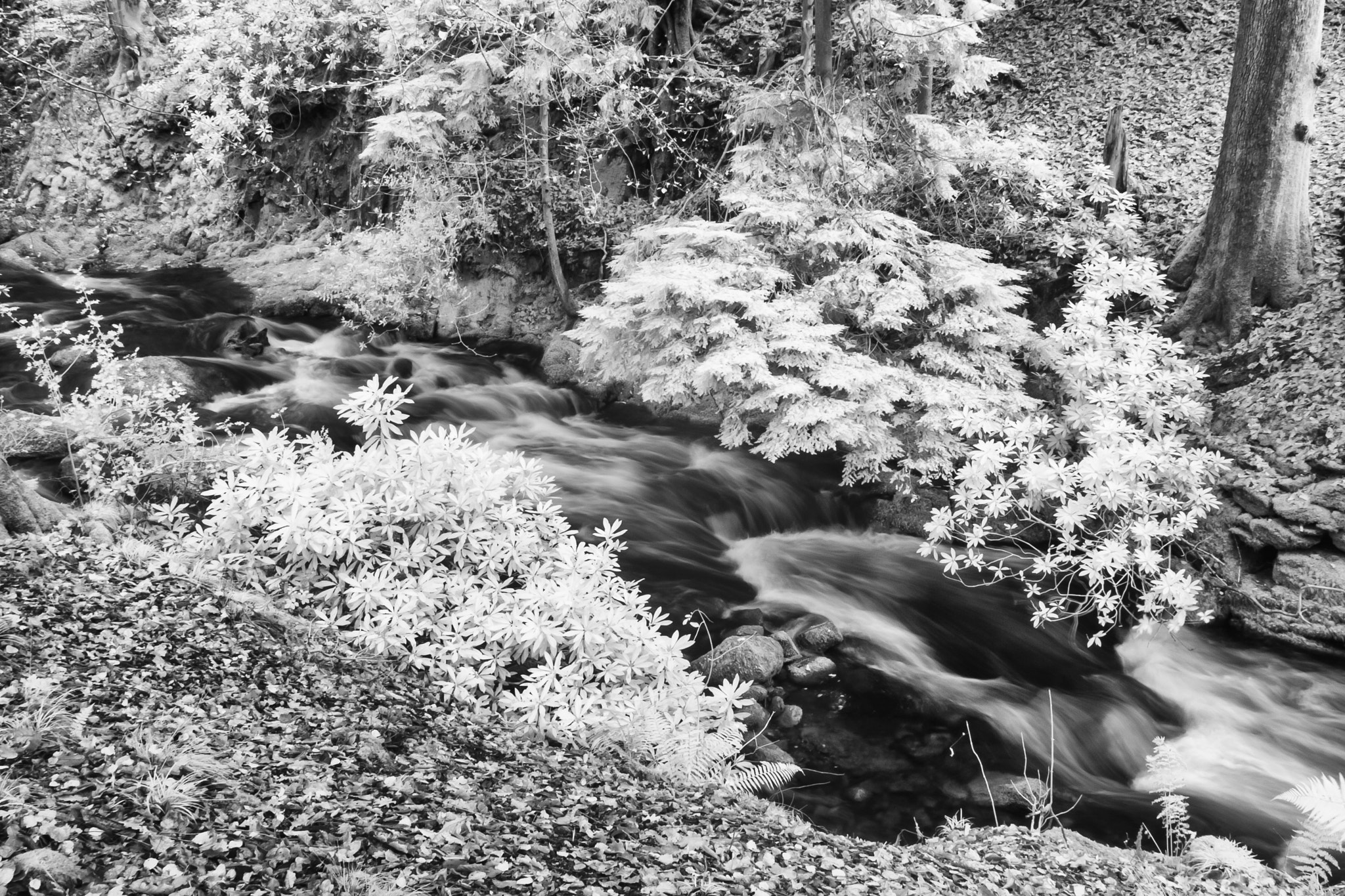 Canon EOS-1D Mark II sample photo. Stream at rydal hall photography