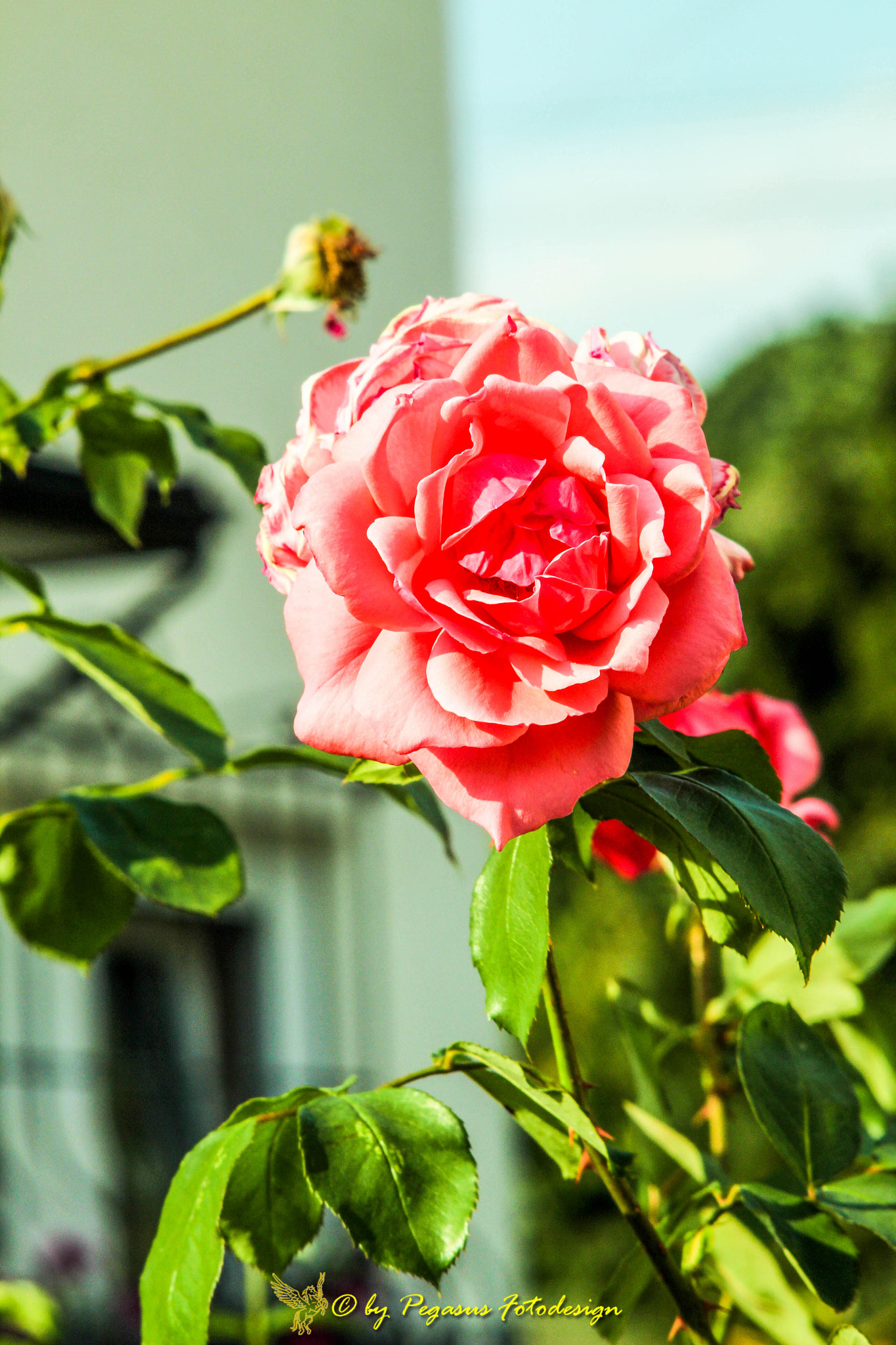 Canon EF 35-80mm f/4-5.6 sample photo. Untitled photography