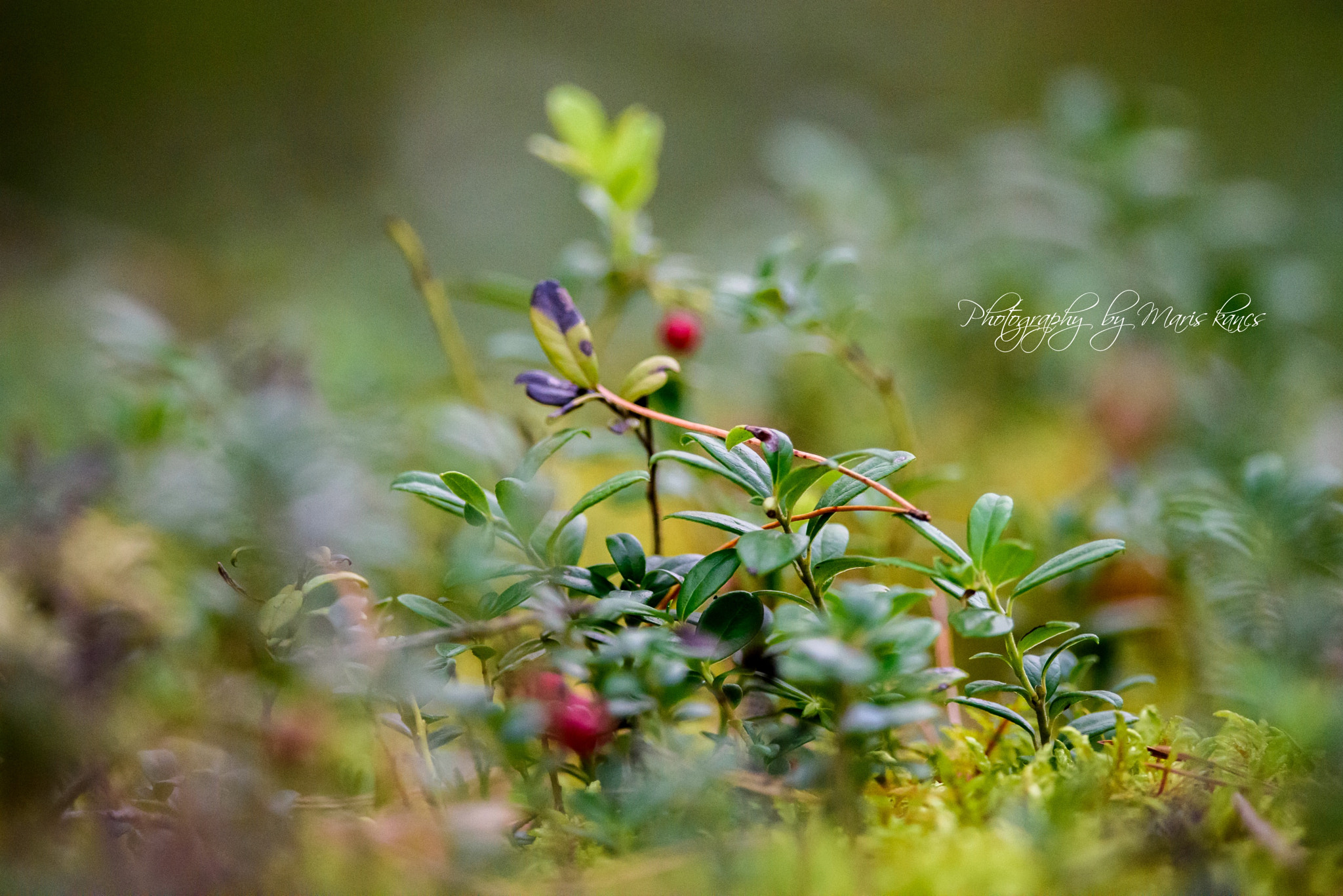 Nikon D810 + Nikon AF-S Nikkor 300mm F4D ED-IF sample photo. Forest photography