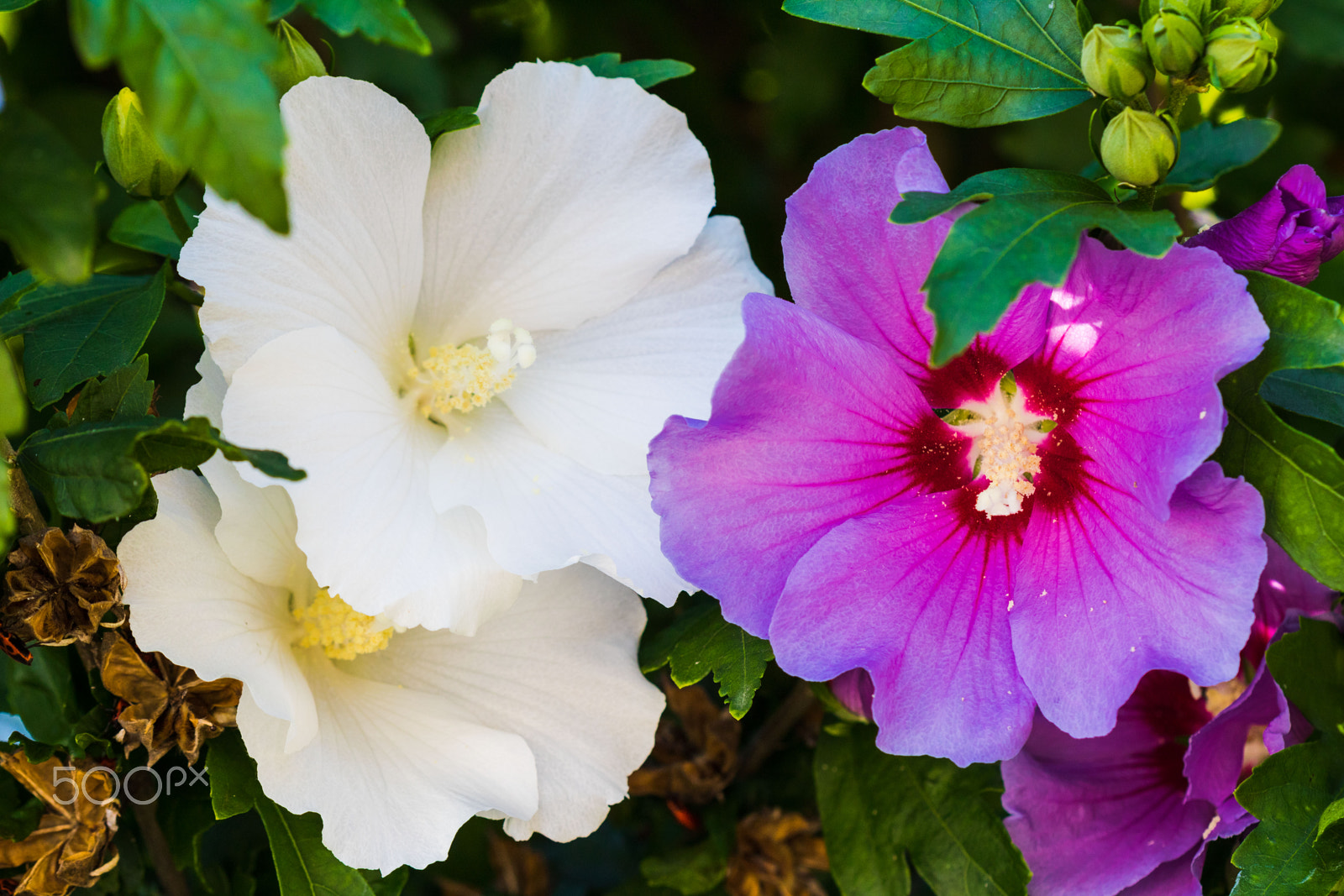Canon EF 100mm F2.8 Macro USM sample photo. Blumenwiese photography