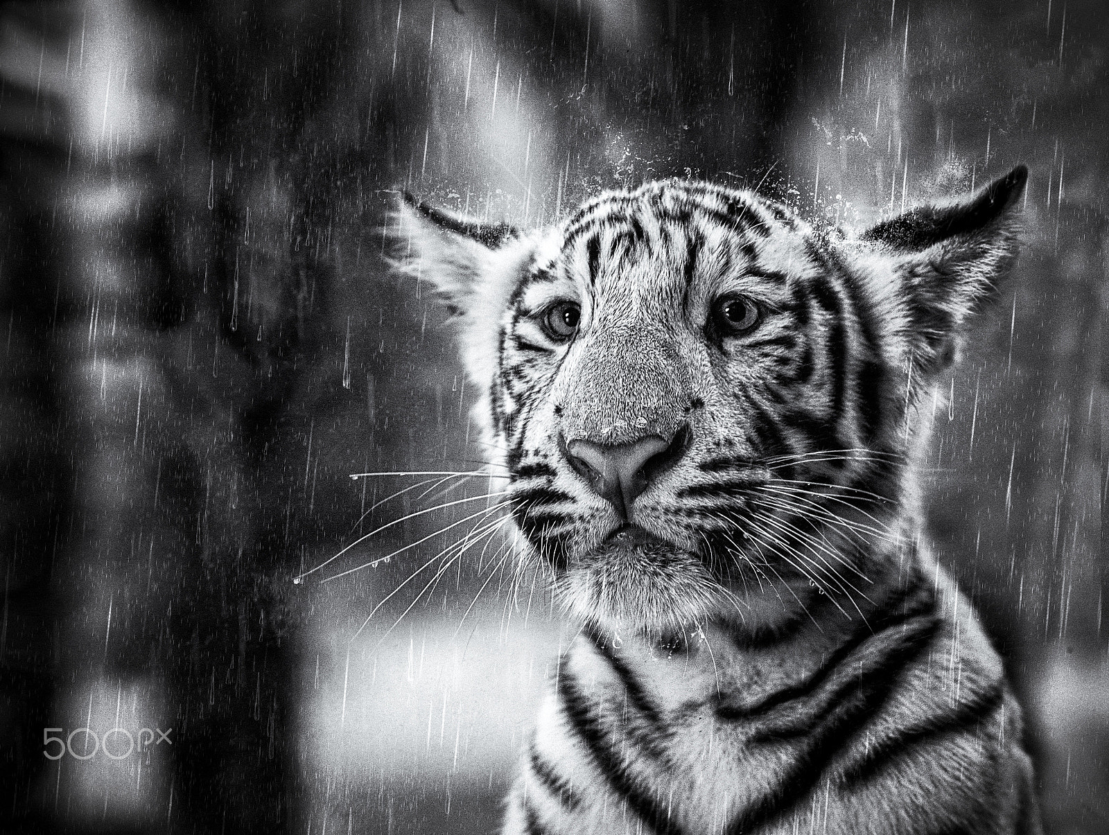 Nikon D7100 + Sigma 85mm F1.4 EX DG HSM sample photo. Sad rainy cub photography
