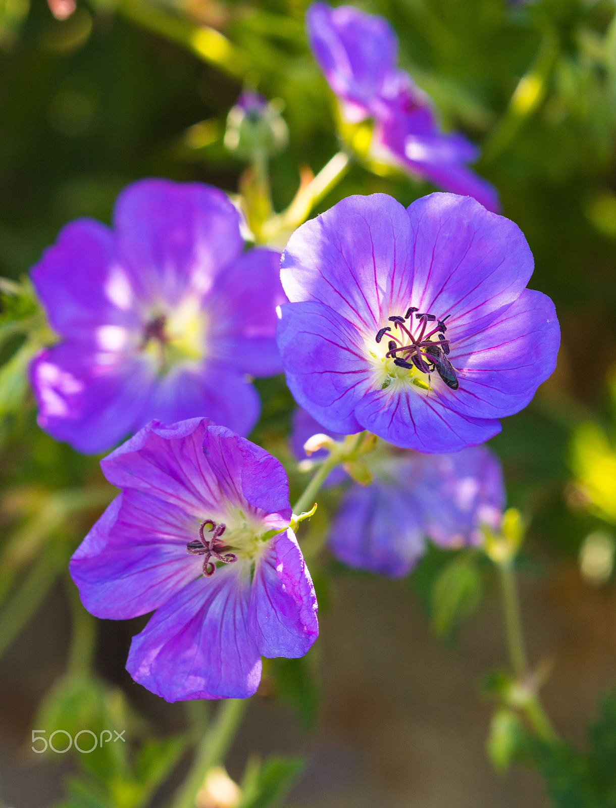 Canon EF 100mm F2.8 Macro USM sample photo. Blumenwiese photography