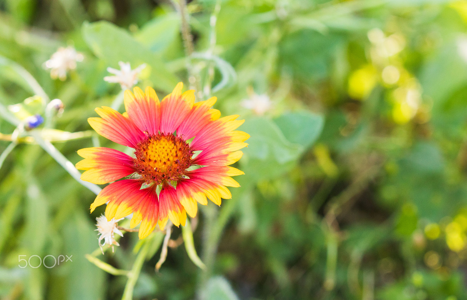 Canon EF 100mm F2.8 Macro USM sample photo. Blumenwiese photography