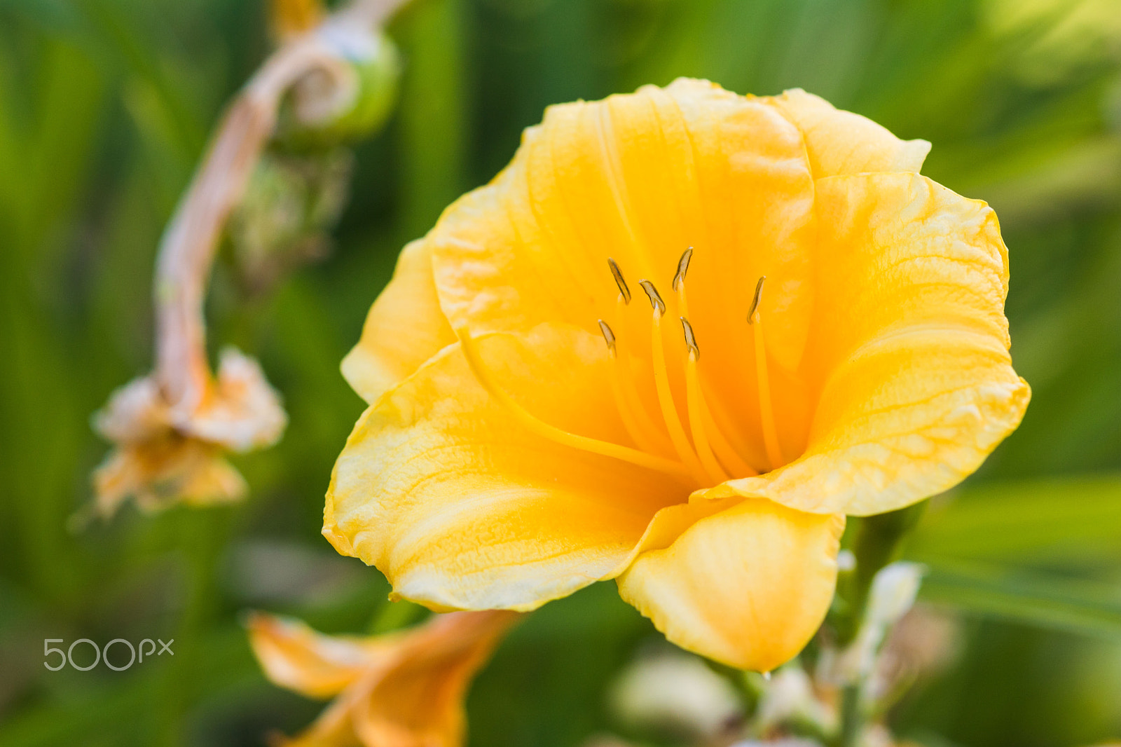 Canon EF 100mm F2.8 Macro USM sample photo. Blumenwiese photography