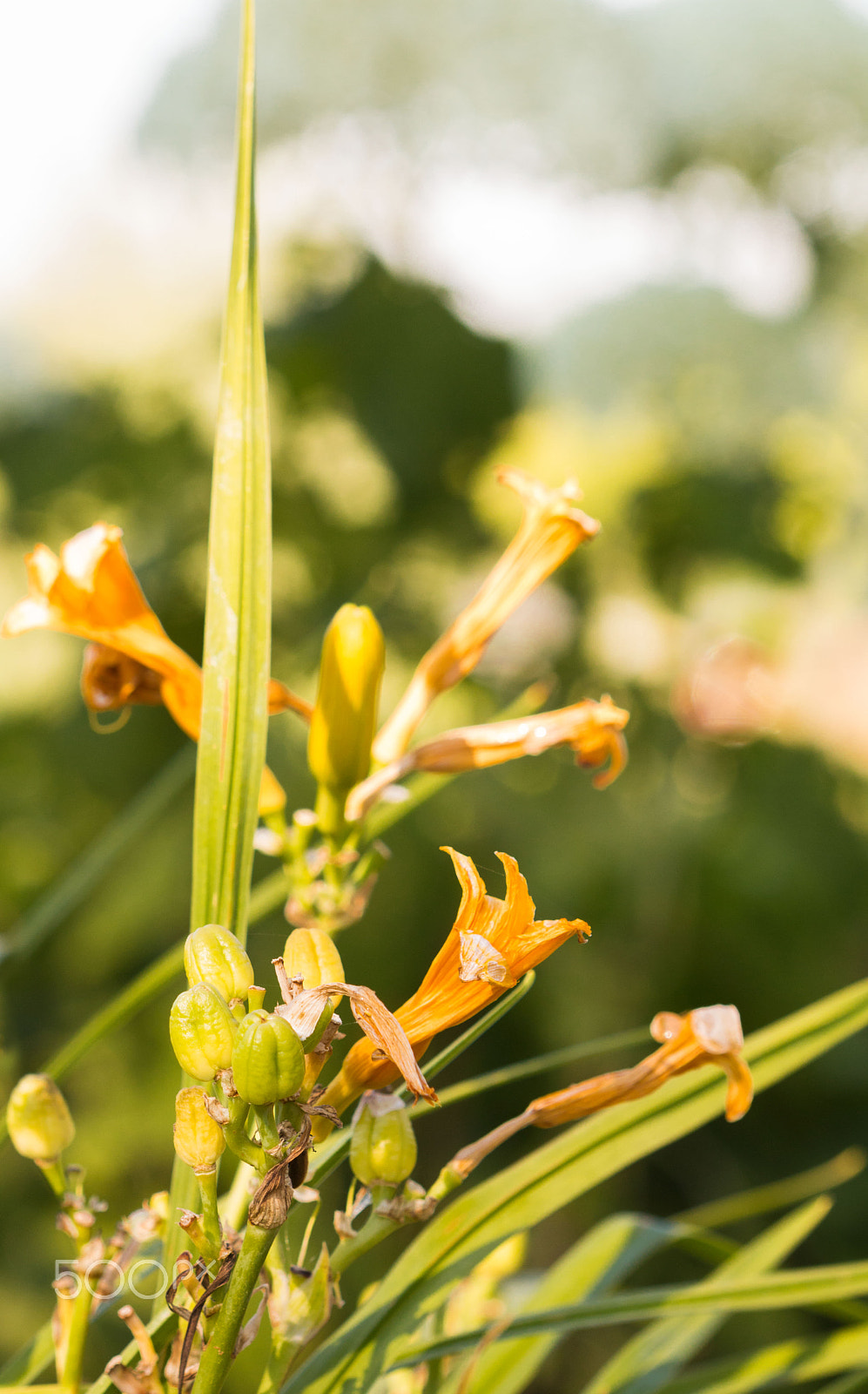 Canon EF 100mm F2.8 Macro USM sample photo. Blumenwiese photography