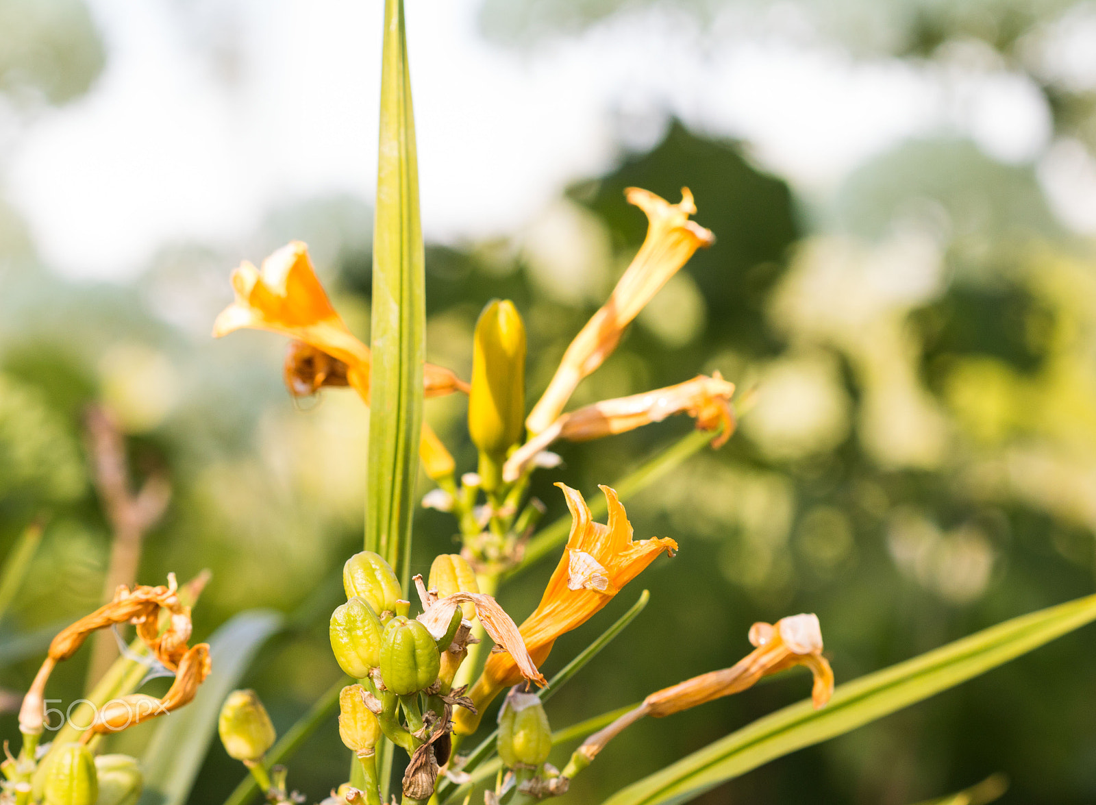 Canon EF 100mm F2.8 Macro USM sample photo. Blumenwiese photography