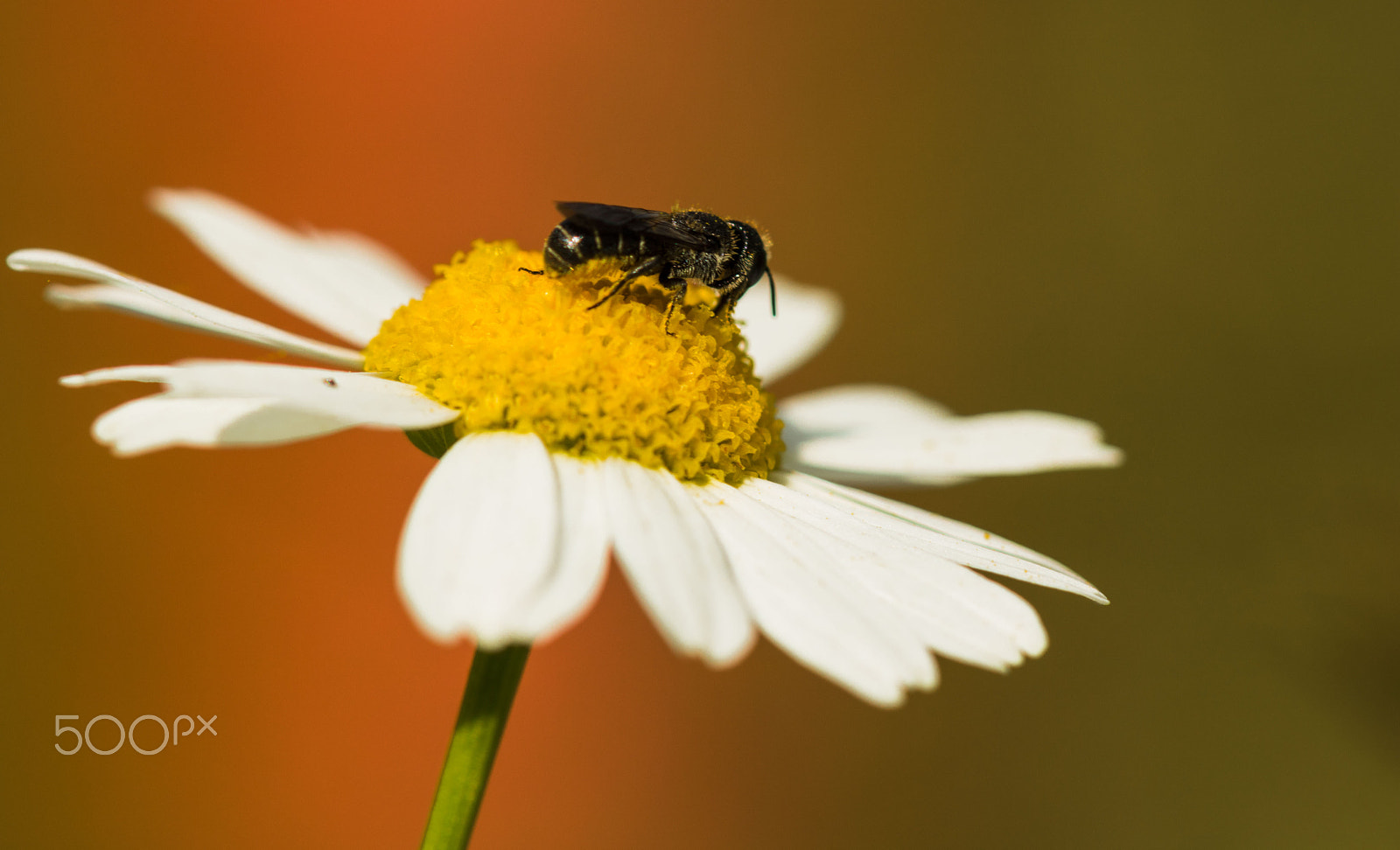 Canon EF 100mm F2.8 Macro USM sample photo. Blumenwiese photography