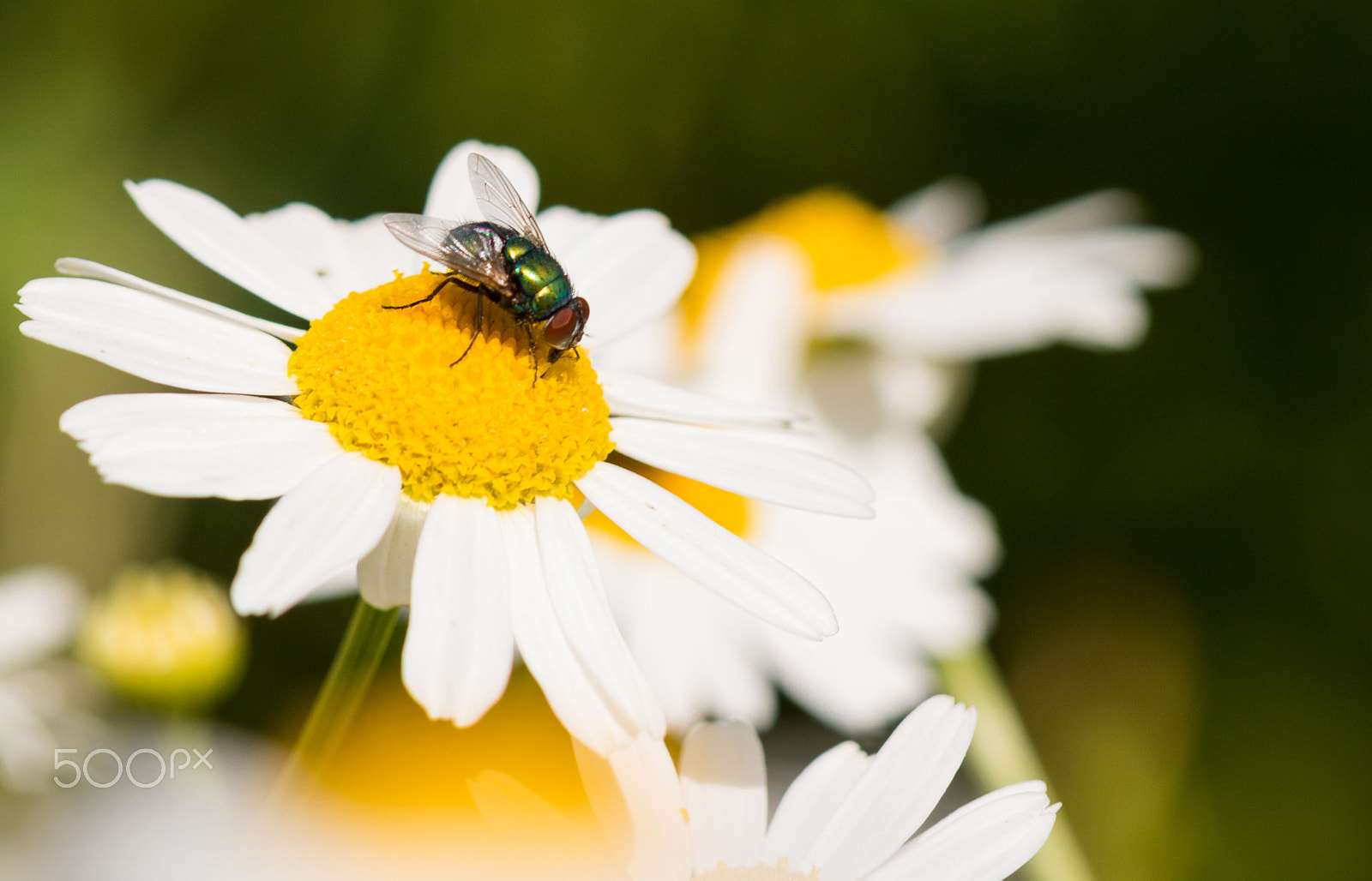 Canon EF 100mm F2.8 Macro USM sample photo. Blumenwiese photography