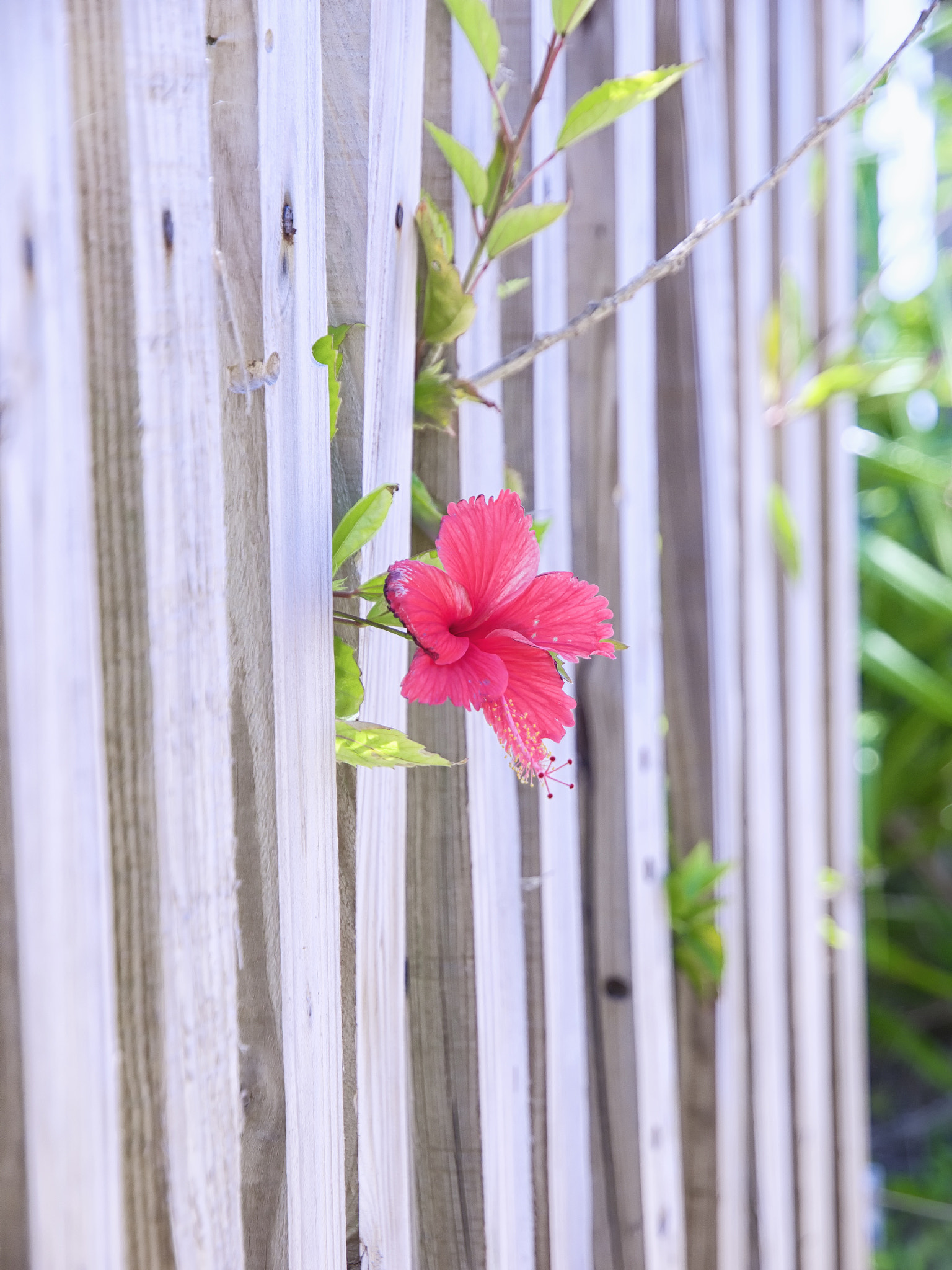 Olympus Zuiko Digital ED 12-60mm F2.8-4.0 SWD sample photo. Okinawa hibiscus. photography