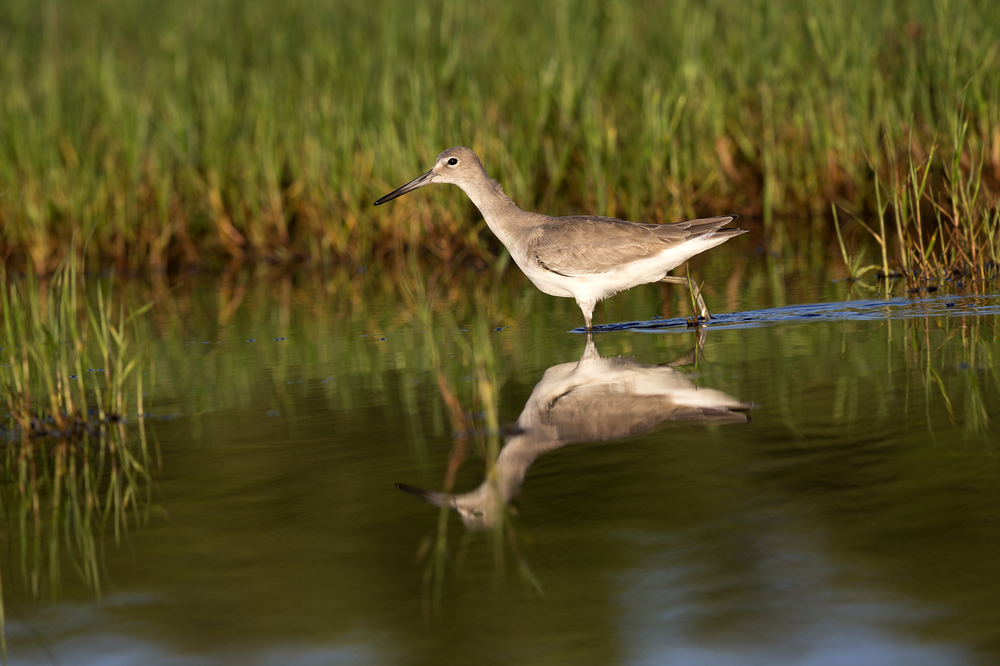 Canon EOS-1D X + Canon EF 300mm F2.8L IS II USM sample photo. Willet photography