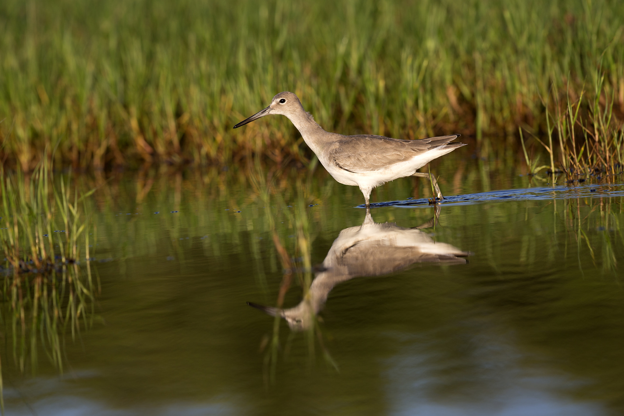 Canon EF 300mm F2.8L IS II USM sample photo. Willet photography