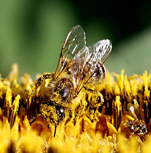 Nikon D80 sample photo. Bee photography
