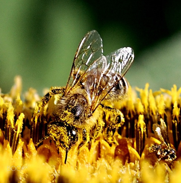 AF Zoom-Nikkor 28-105mm f/3.5-4.5D IF sample photo. Bee photography