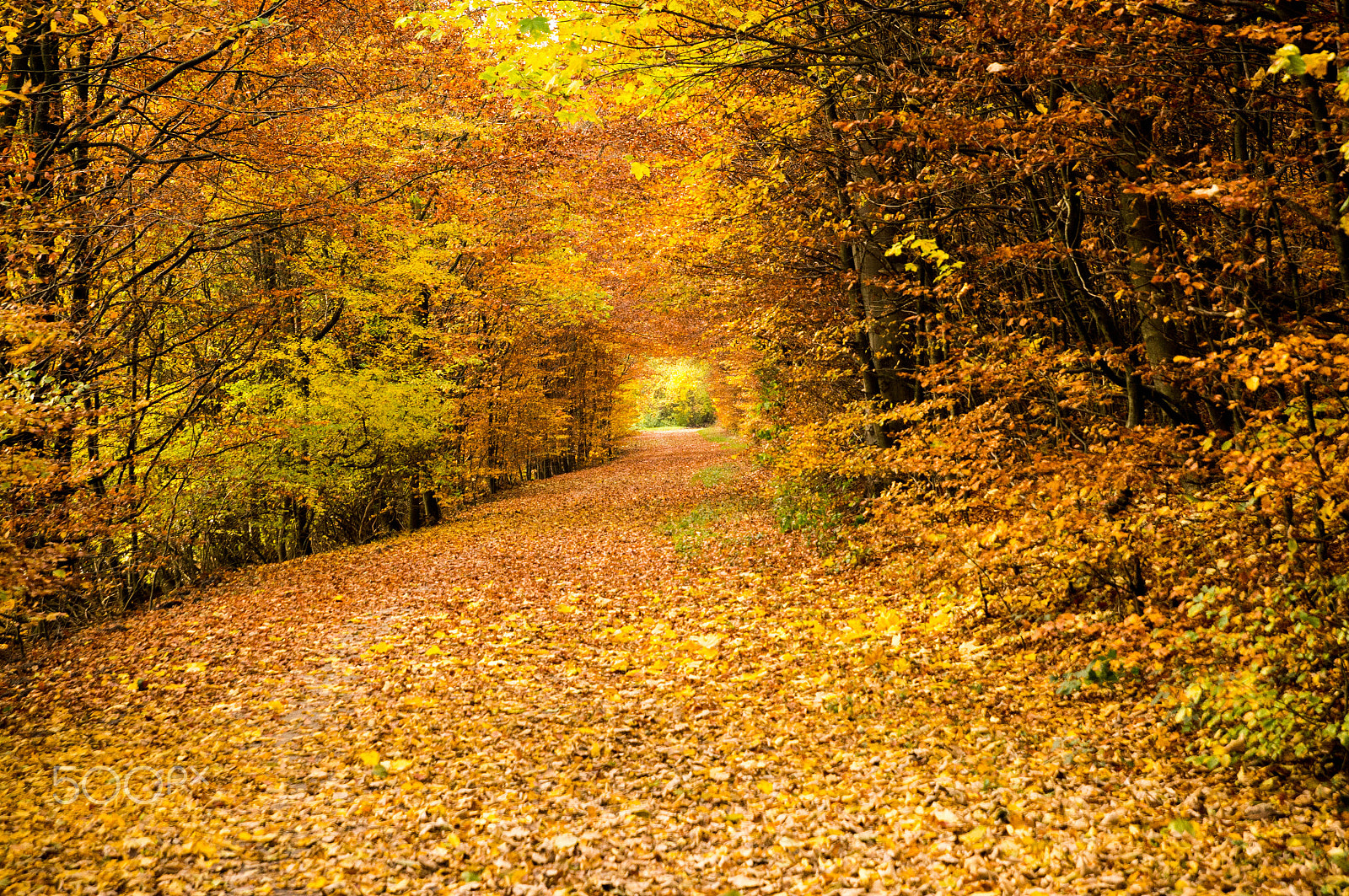 Sony SLT-A55 (SLT-A55V) + Tamron SP 24-70mm F2.8 Di VC USD sample photo. The colours of fall photography