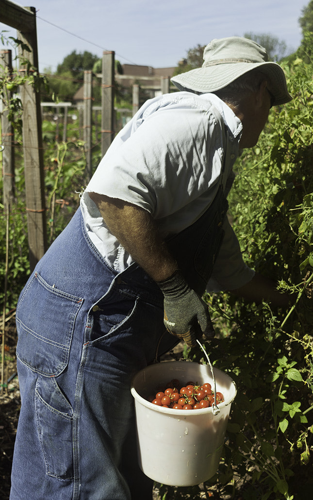 Canon EF-S 24mm F2.8 STM sample photo. Picking cherry tomatoes photography