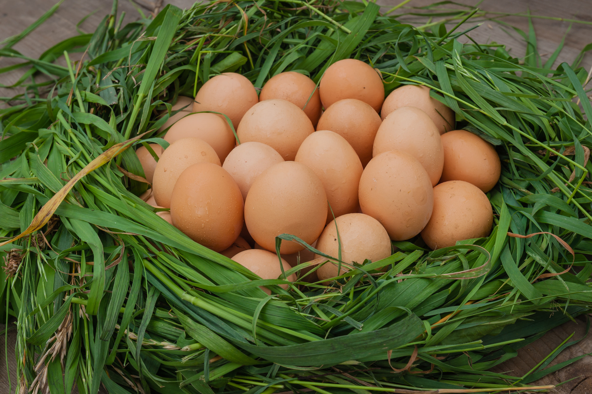 Canon EOS 400D (EOS Digital Rebel XTi / EOS Kiss Digital X) + Canon EF 16-35mm F4L IS USM sample photo. Still life of chicken eggs photography