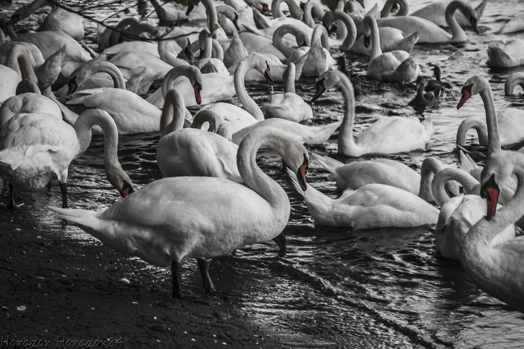 Canon EF 35-80mm f/4-5.6 sample photo. Cigni photography
