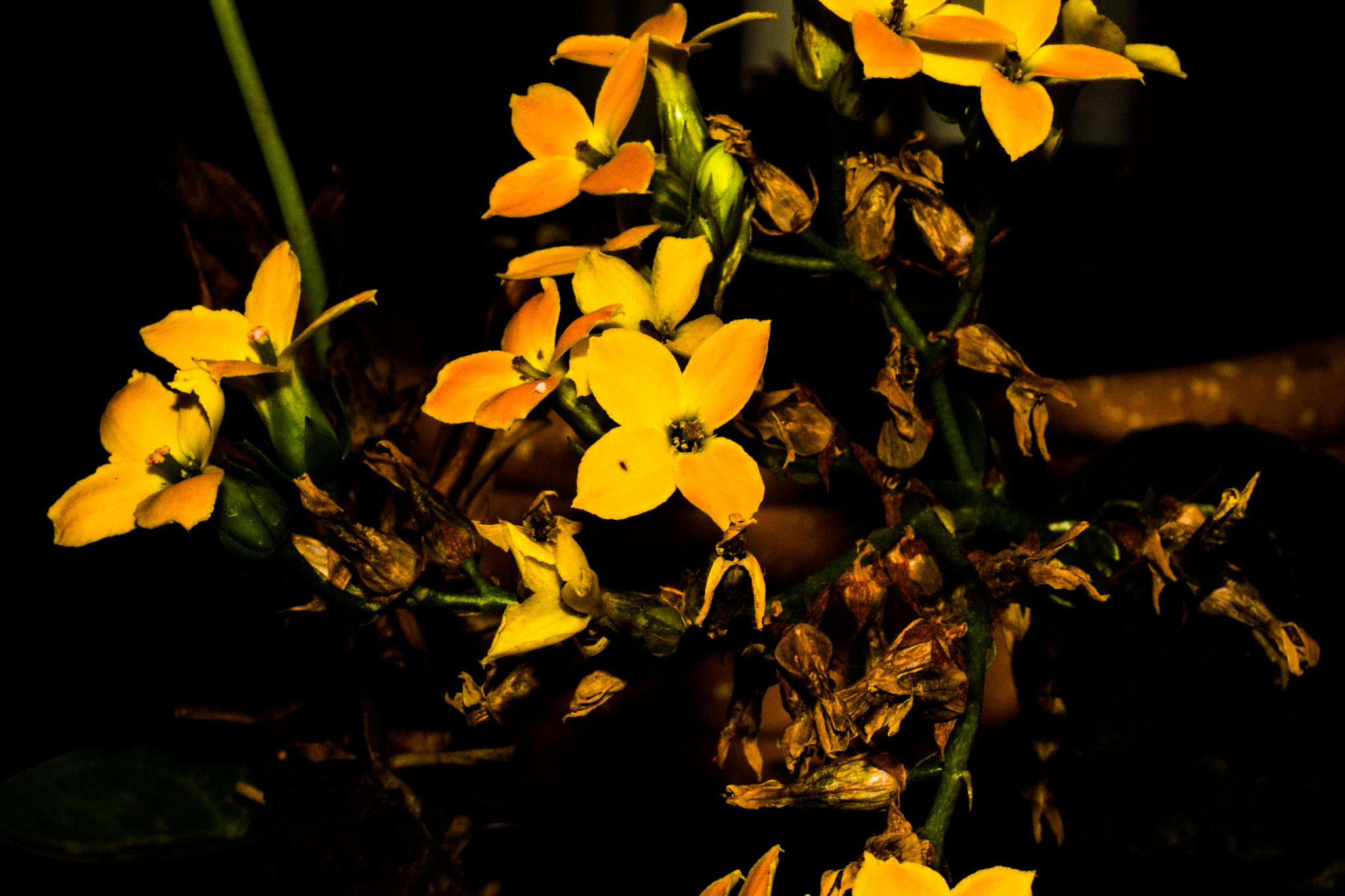 Canon EF 35-80mm f/4-5.6 sample photo