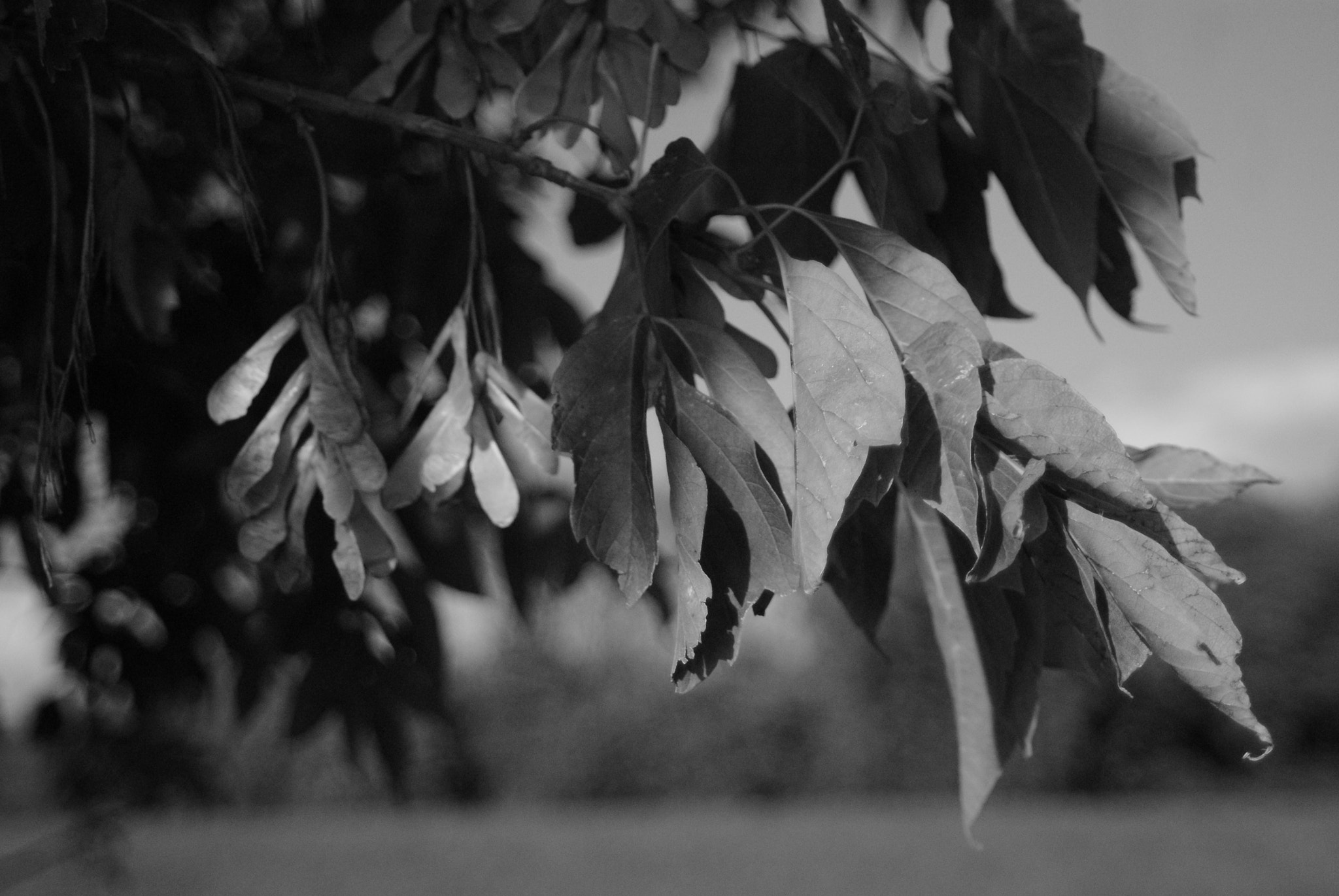 Minolta AF 28-80mm F3.5-5.6 II sample photo. Acer negundo photography