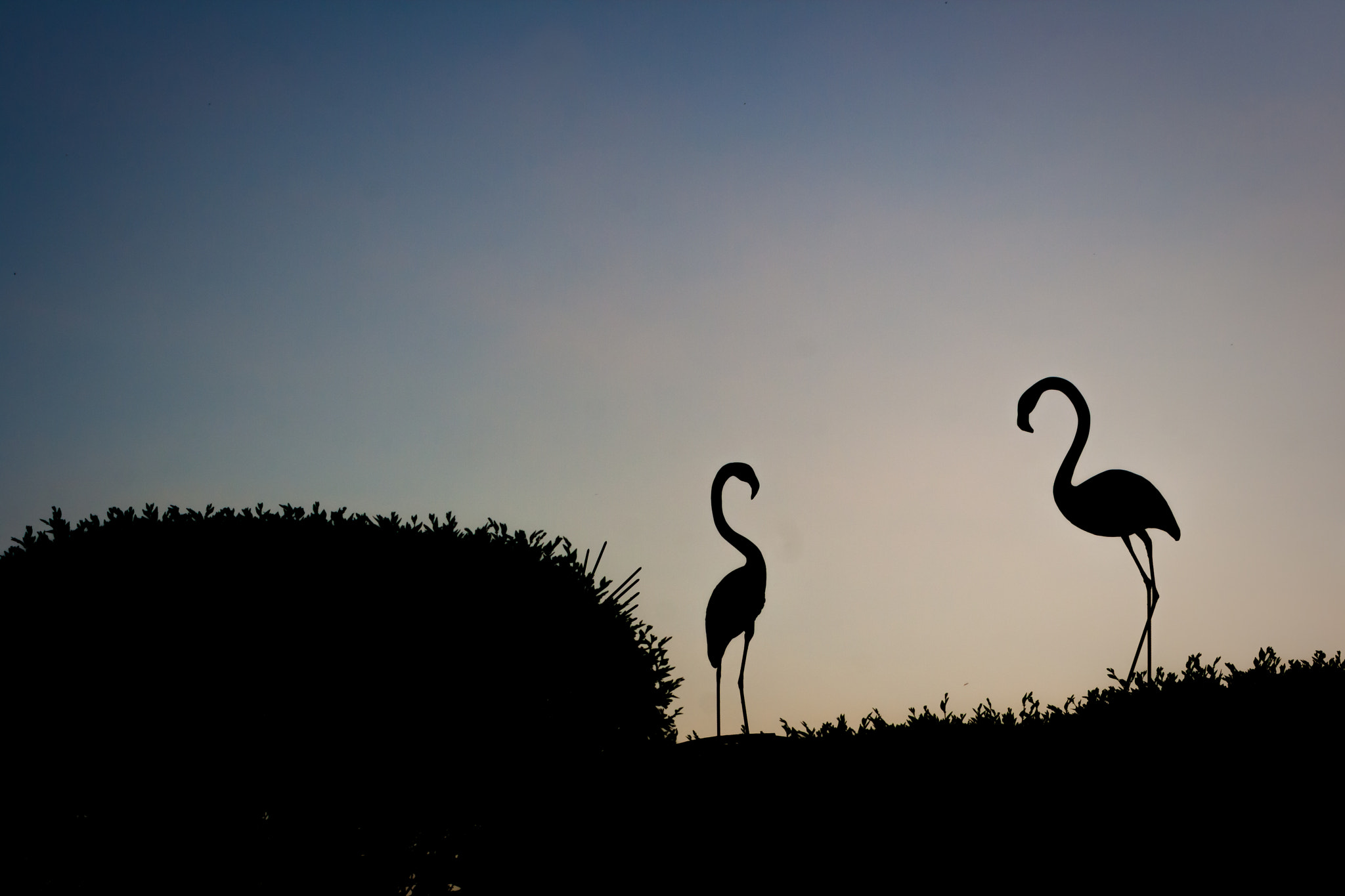 Canon EOS 400D (EOS Digital Rebel XTi / EOS Kiss Digital X) sample photo. Silhouettes of flamingos photography