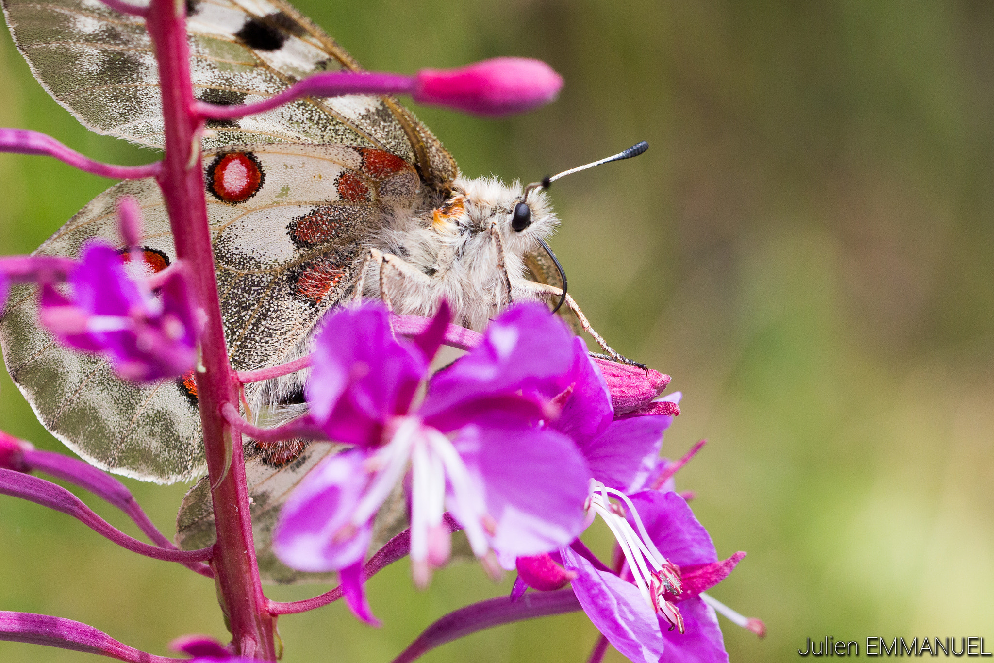 Canon EOS 700D (EOS Rebel T5i / EOS Kiss X7i) sample photo. Hairy butterfly photography