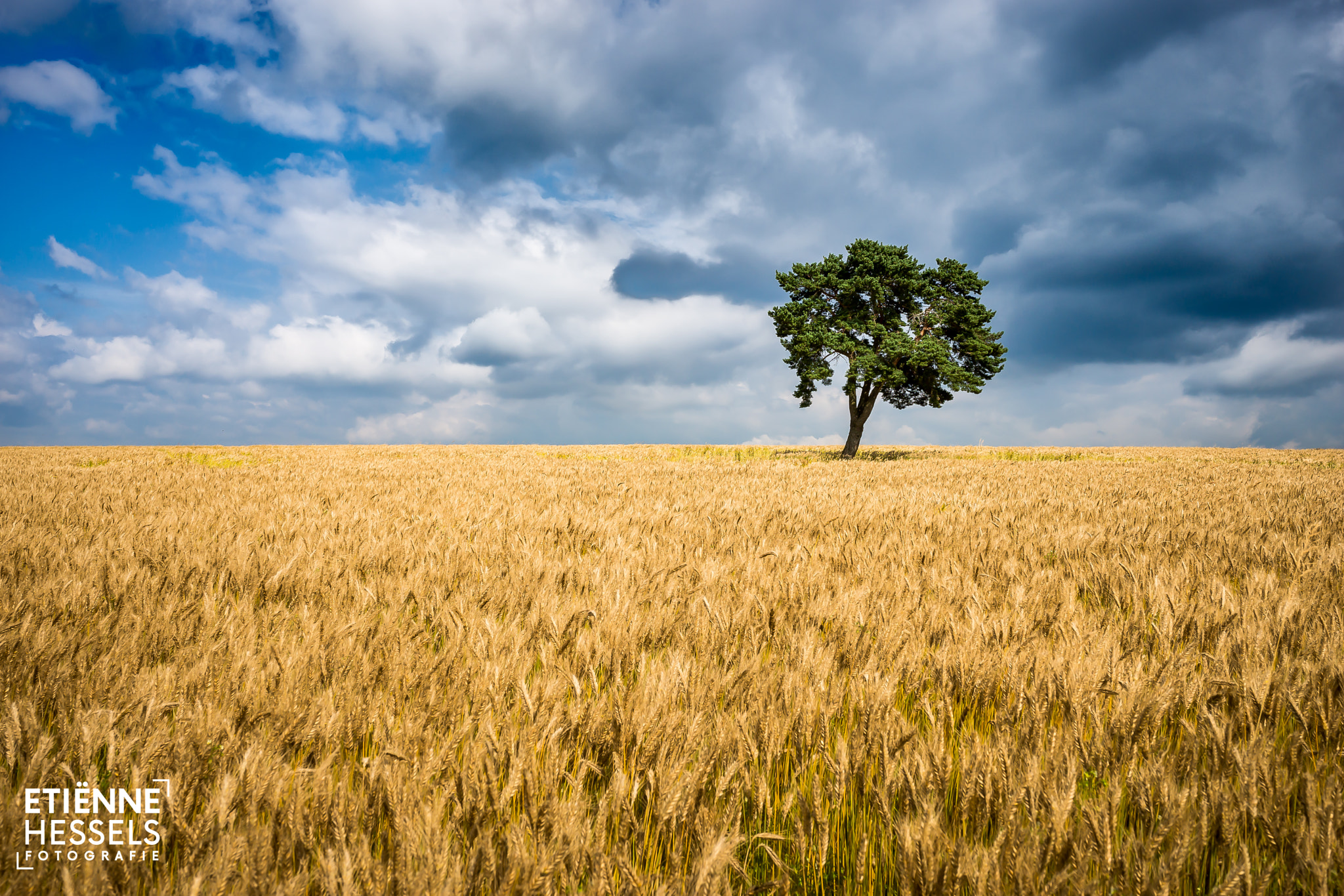 Sony a99 II + Sigma 35mm F1.4 DG HSM Art sample photo. The lonely tree photography