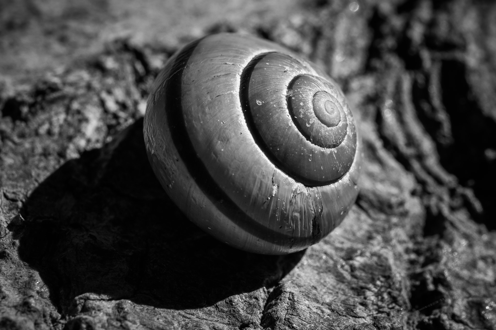 Canon EOS M3 + Canon EF 100mm F2.8L Macro IS USM sample photo. Snail photography