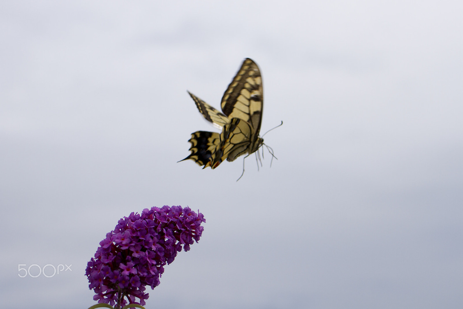 Canon EOS 7D sample photo. Old world swallowtail on summer lilac photography