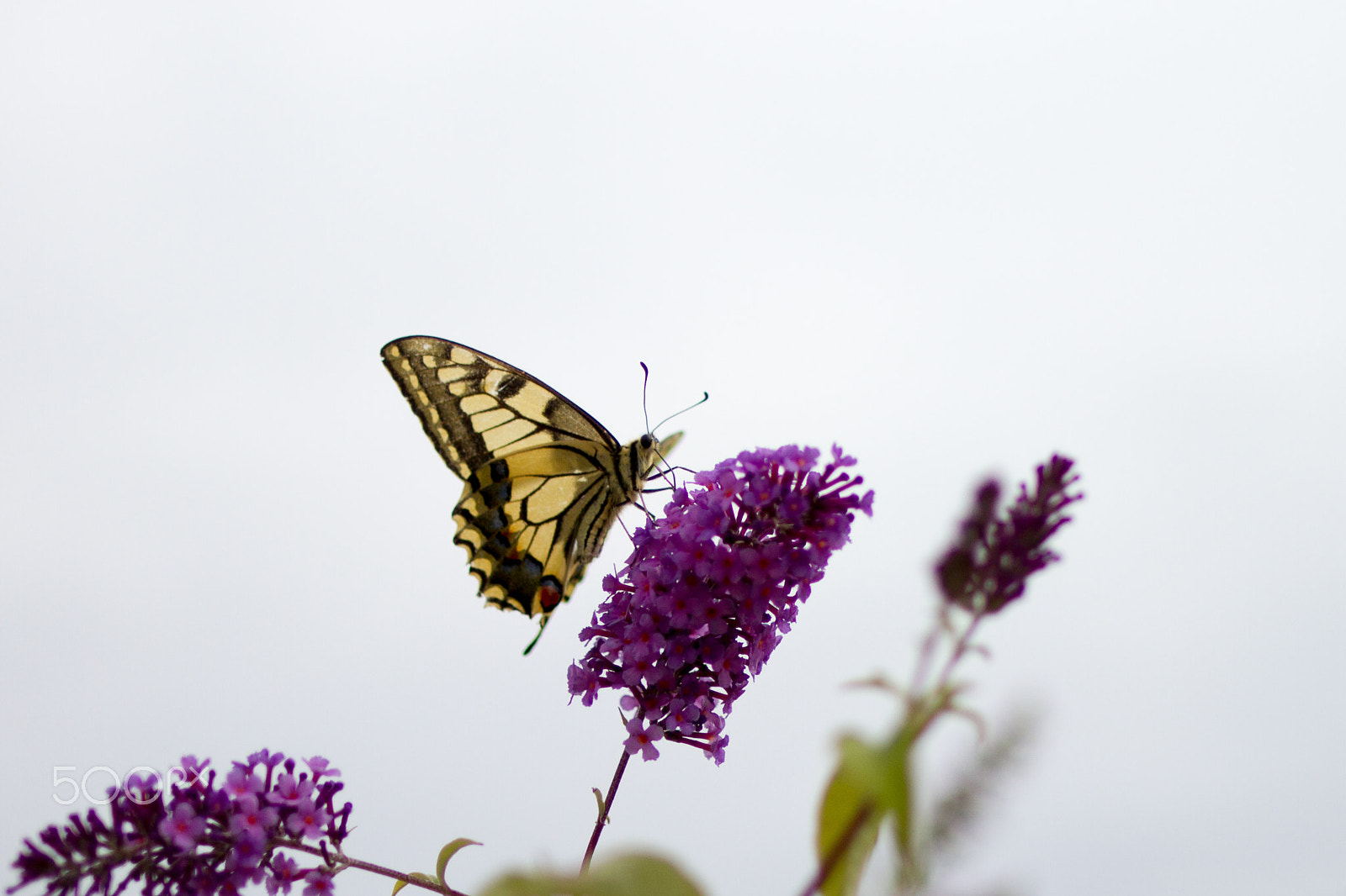 Canon EOS 7D sample photo. Old world swallowtail on summer lilac photography