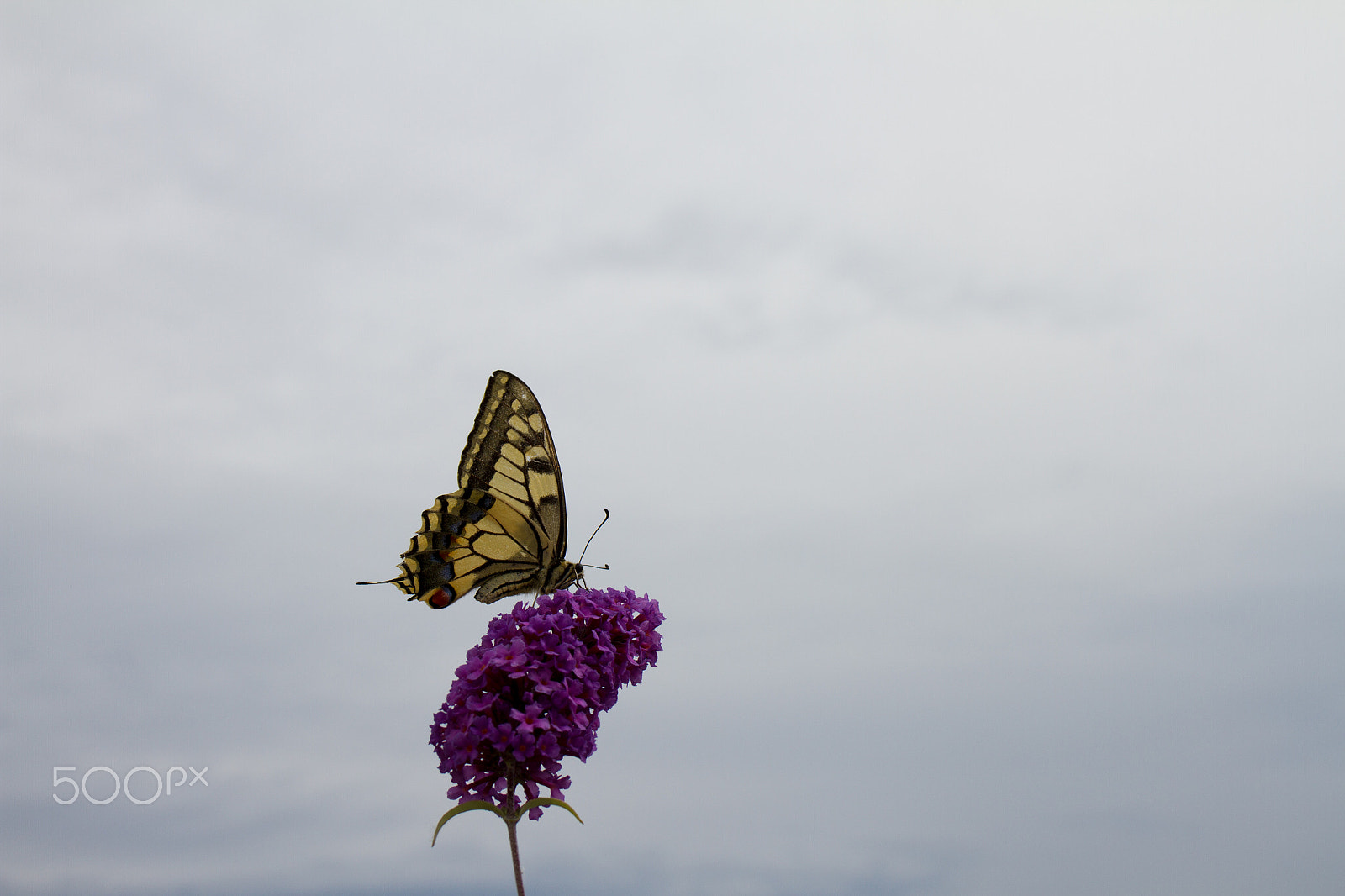Canon EOS 7D sample photo. Old world swallowtail on summer lilac photography