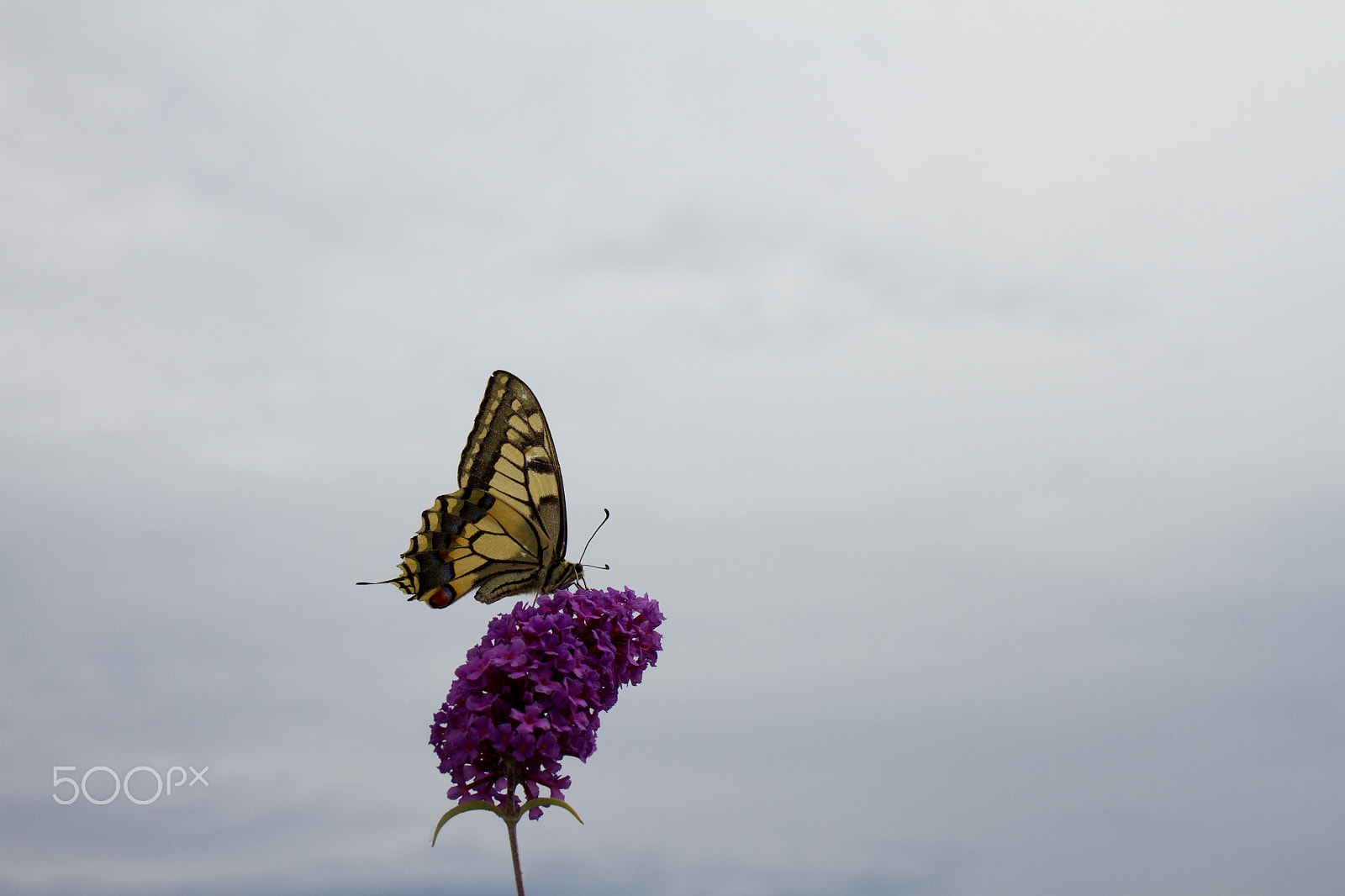 Tamron SP 35mm F1.8 Di VC USD sample photo. Old world swallowtail on summer lilac photography