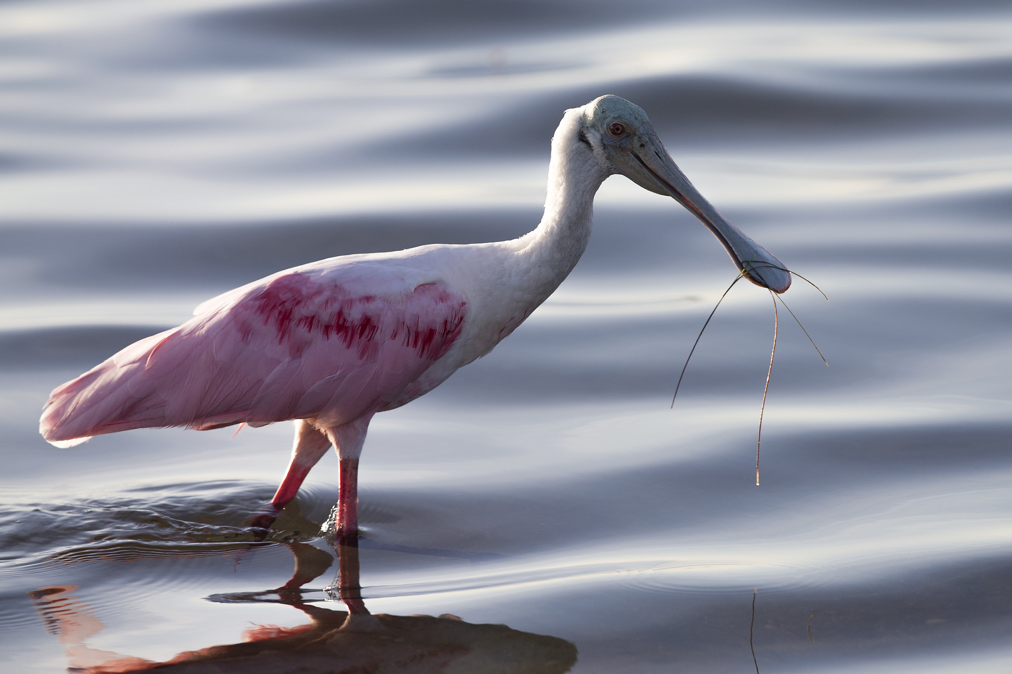 Canon EOS-1D X + Canon EF 300mm F2.8L IS II USM sample photo. Roseate spoonbill photography