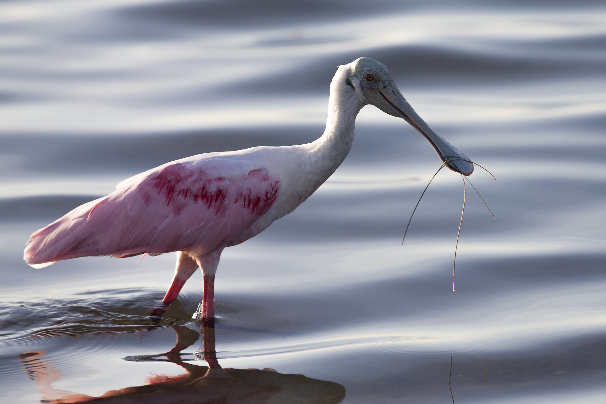 Canon EF 300mm F2.8L IS II USM sample photo. Roseate spoonbill photography