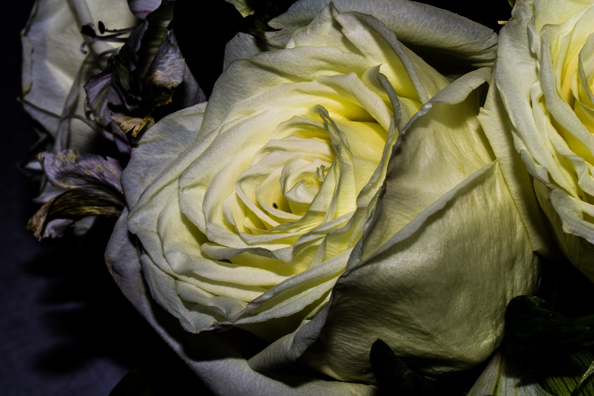 Canon EF 35-80mm f/4-5.6 sample photo. Roses on my grave  photography